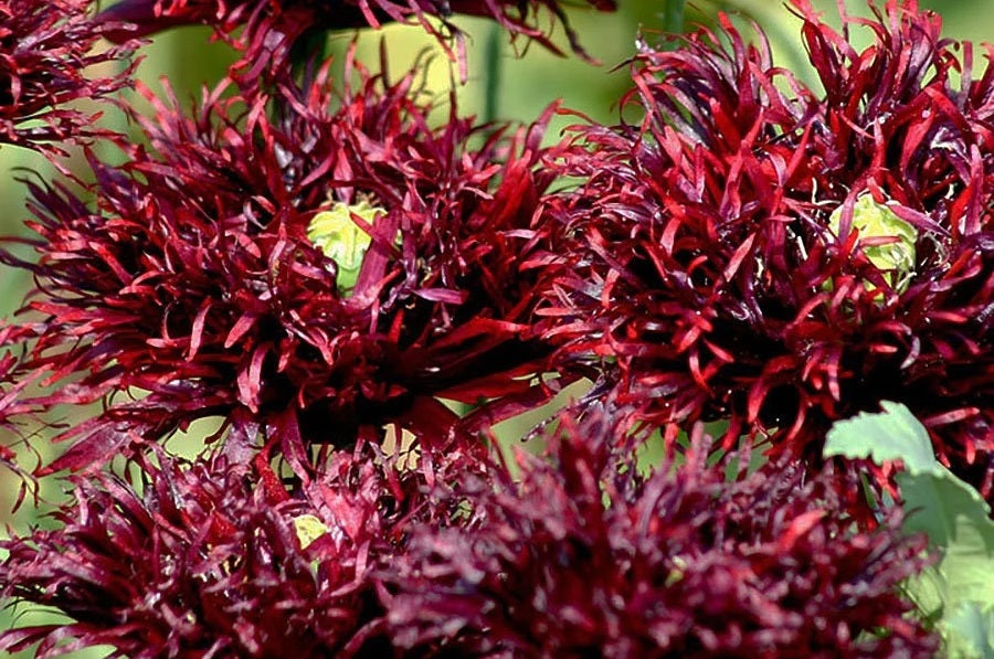 Black Swan Poppy Seeds (Papaver Somniferum) 1500 pack