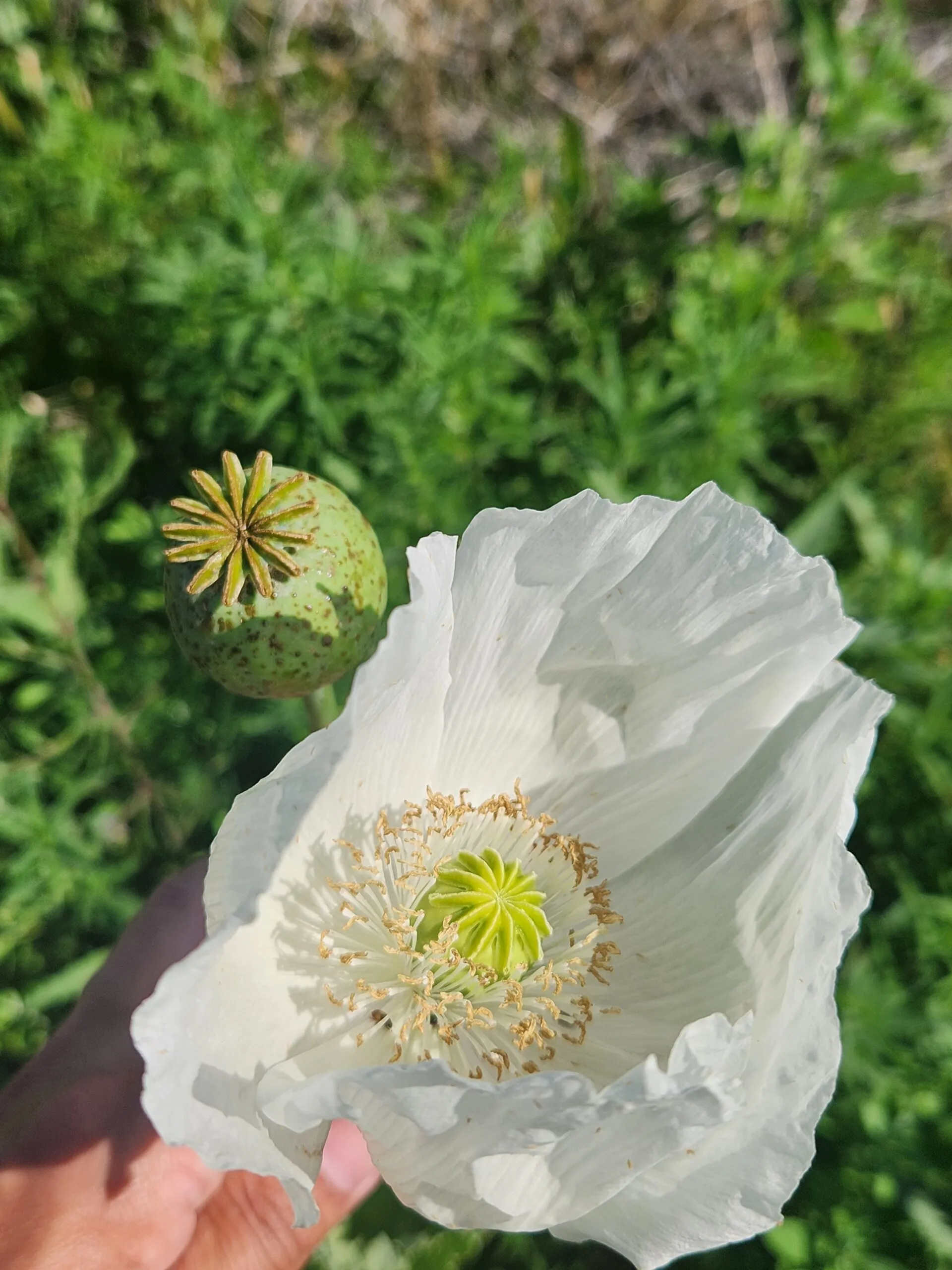 Izmir Uttar Pradesh India White Poppy (Papaver somniferum) 1500 Seeds