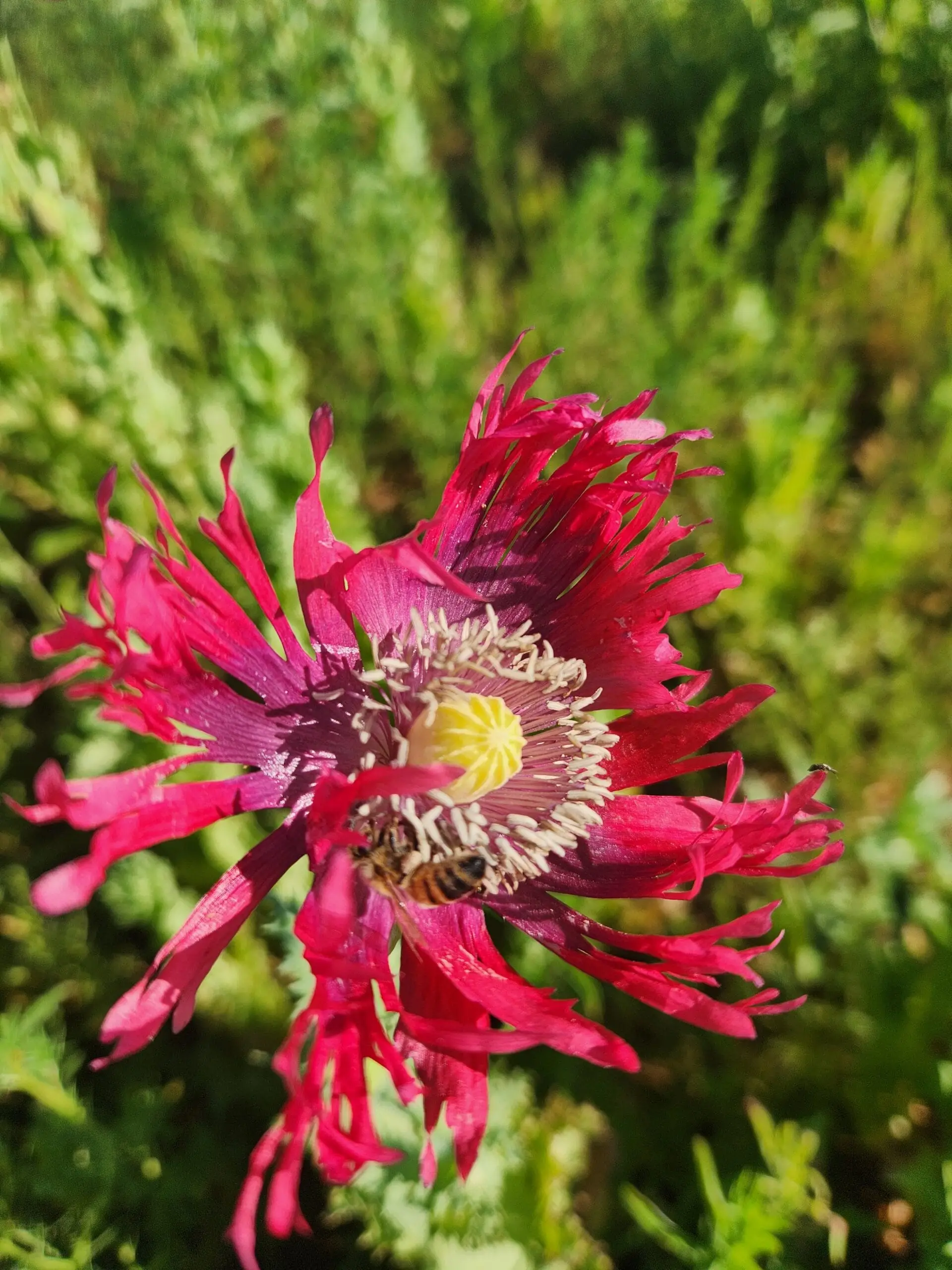 Izmir Burma Golden Triangle Papaver Somniferum Poppy Seeds (1500 Pack)