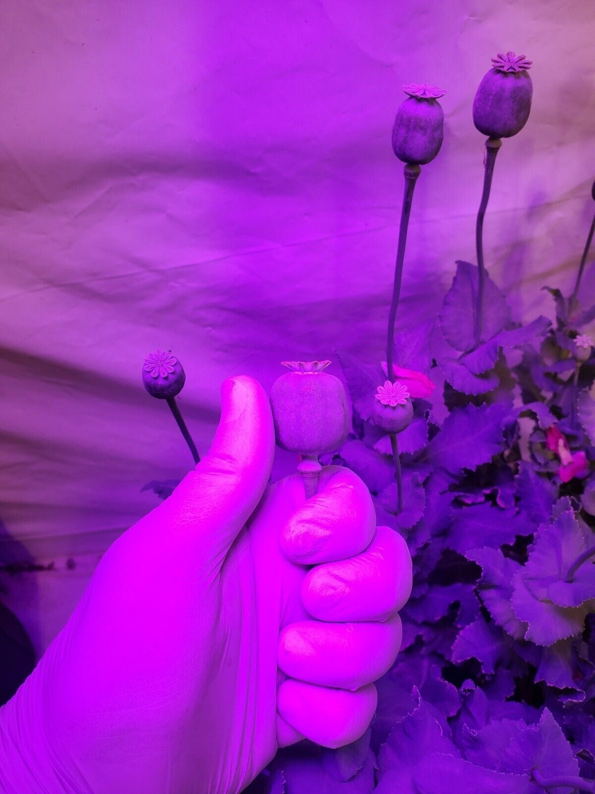 Izmir Pink Special Afghan Poppy Seeds (Papaver Somniferum Var Galania) 1500 pack