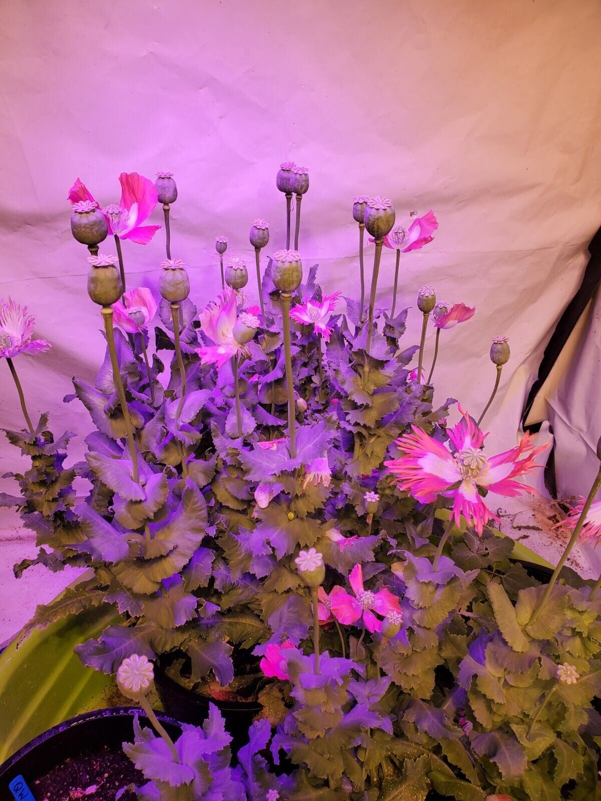 Izmir Pink Special Afghan Poppy Seeds (Papaver Somniferum Var Galania) 1500 pack