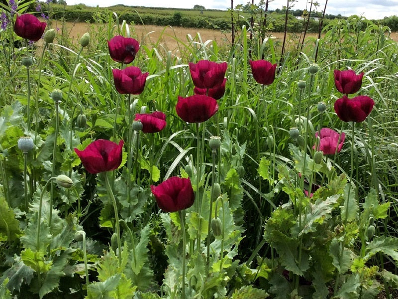 Lauren’s Grape Poppy Seeds (Papaver Somniferum) 1500 pack