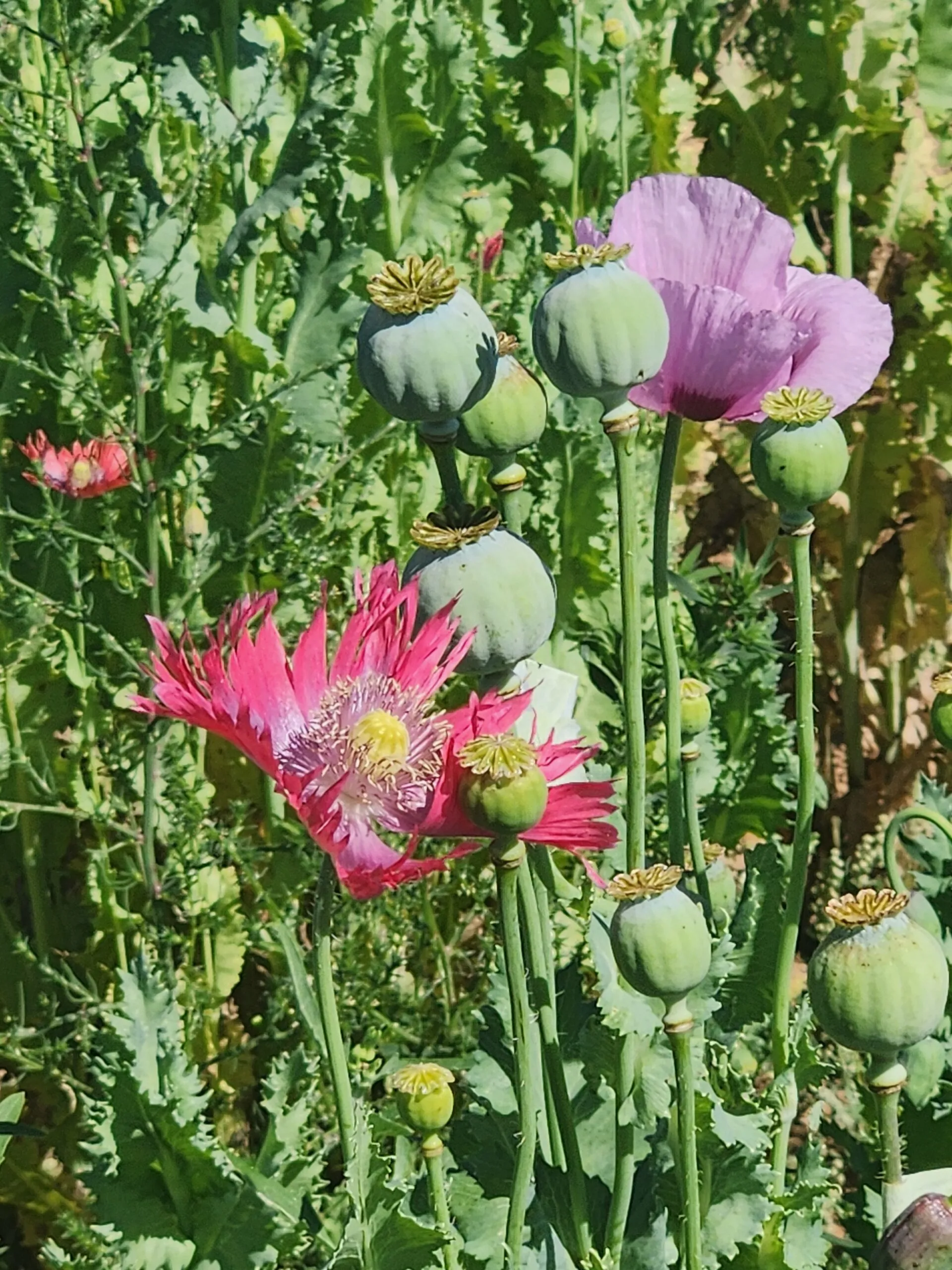 Izmir Burma Golden Triangle Papaver Somniferum Poppy Seeds (1500 Pack)