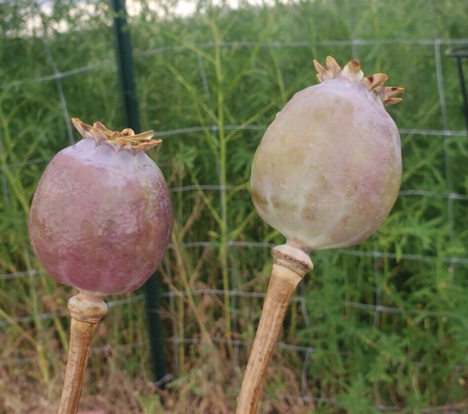 TRUE Izmir Afghan Blue Poppy Seed (Papaver Somniferum) 1500 Seeds