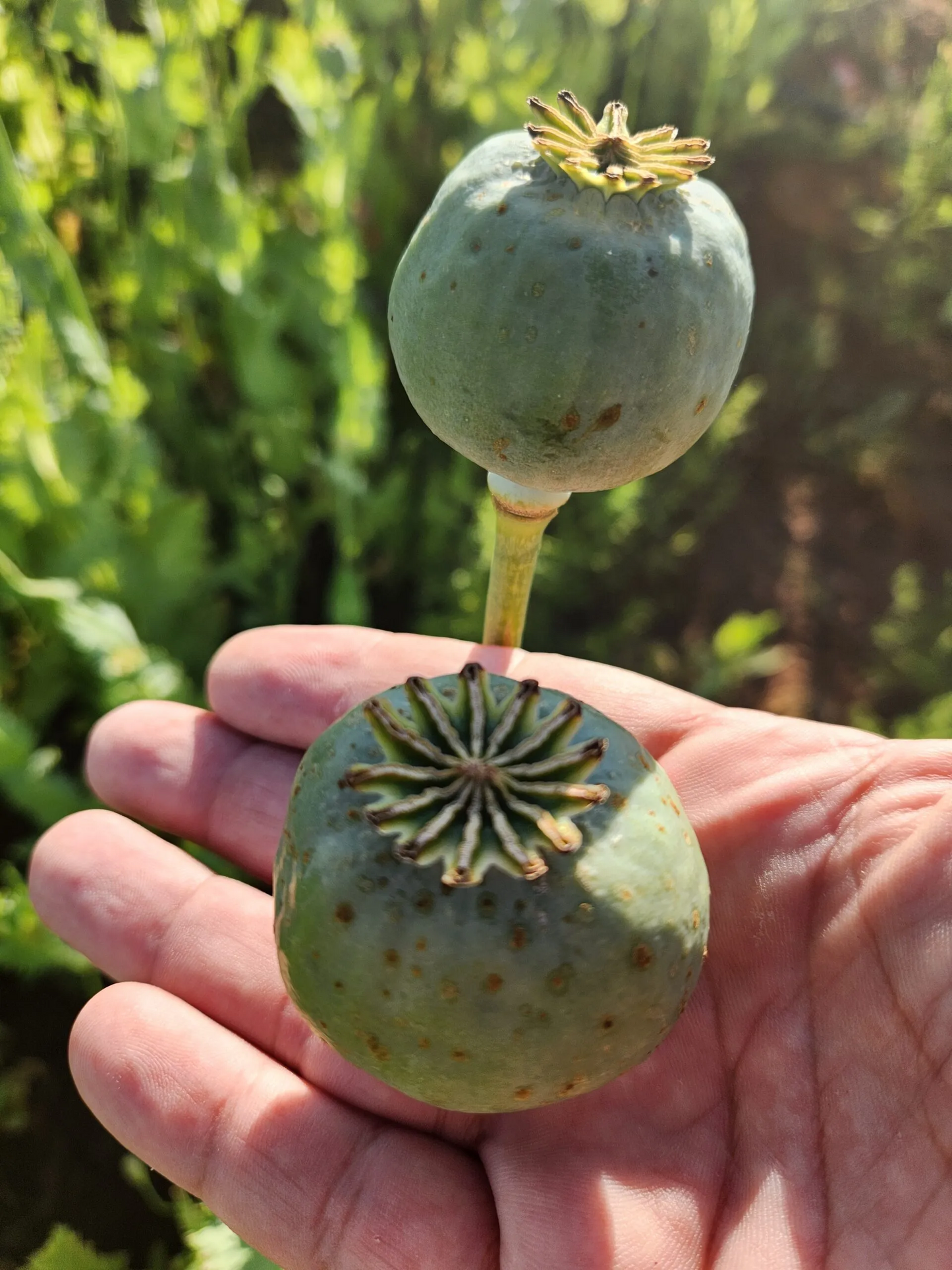 Izmir Uttar Pradesh India White Poppy (Papaver somniferum) 1500 Seeds