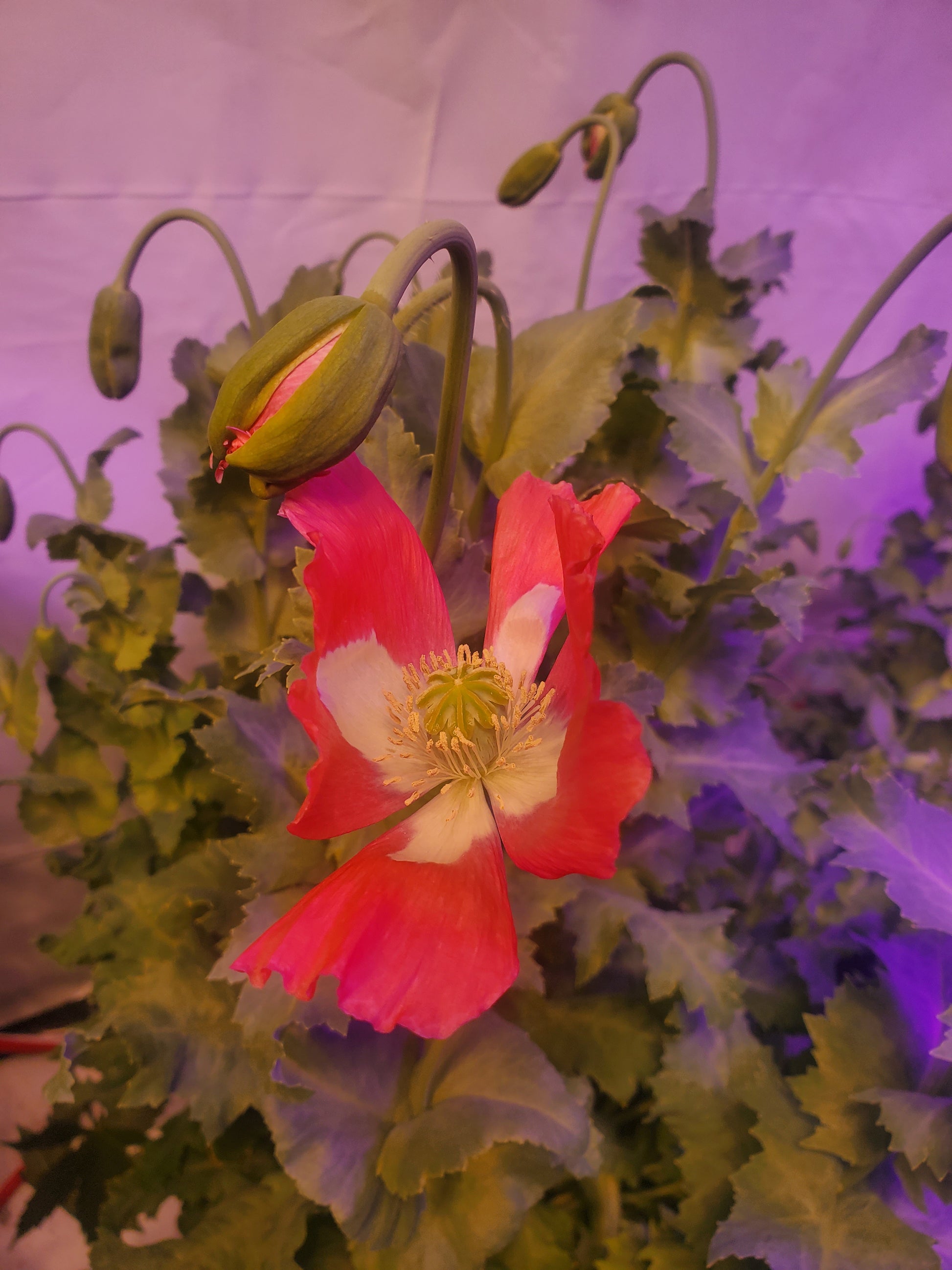 Izmir Pink Special Afghan Poppy Seeds (Papaver Somniferum Var Galania) 1500 pack