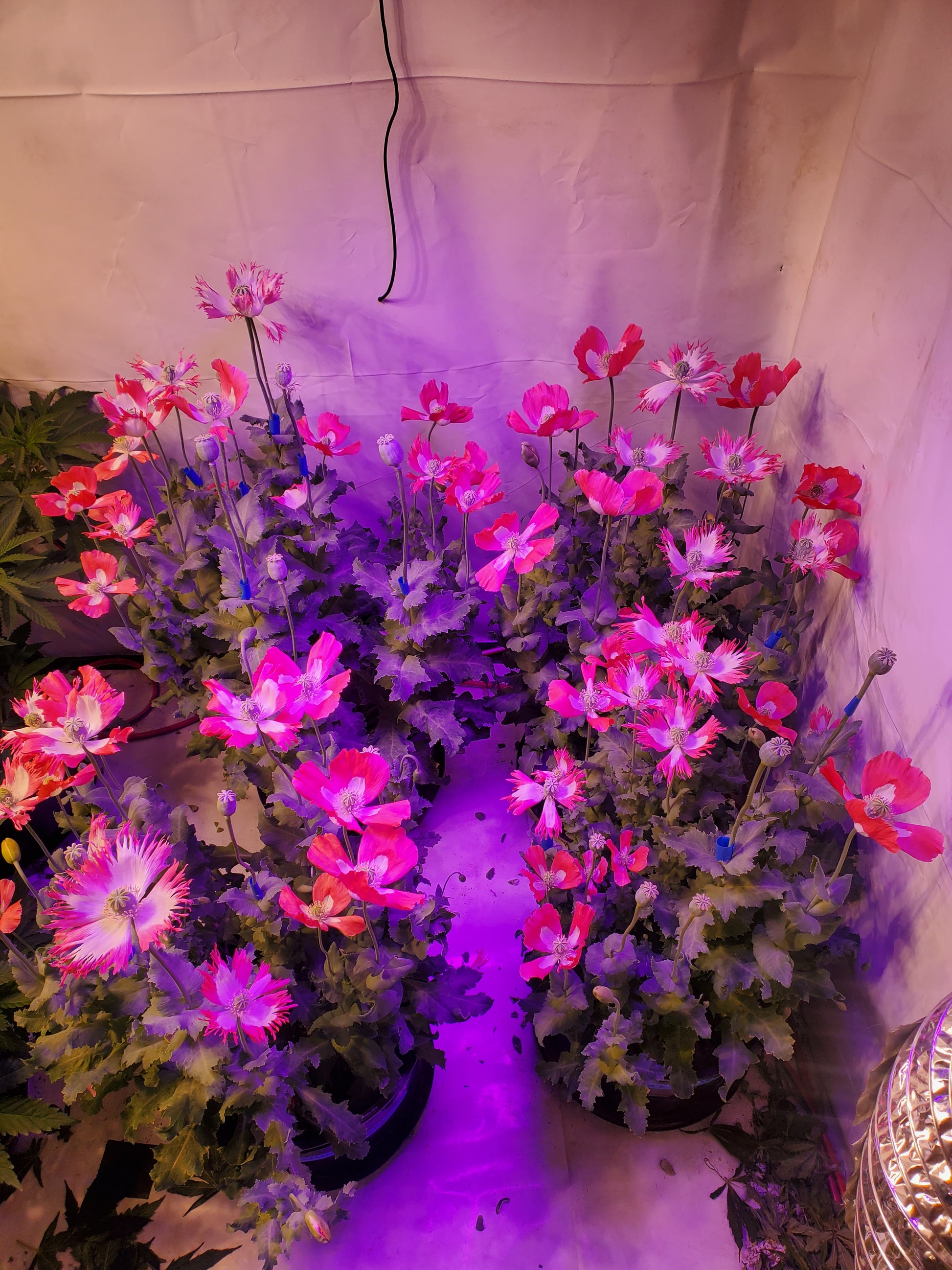 Izmir Pink Special Afghan Poppy Seeds (Papaver Somniferum Var Galania) 1500 pack