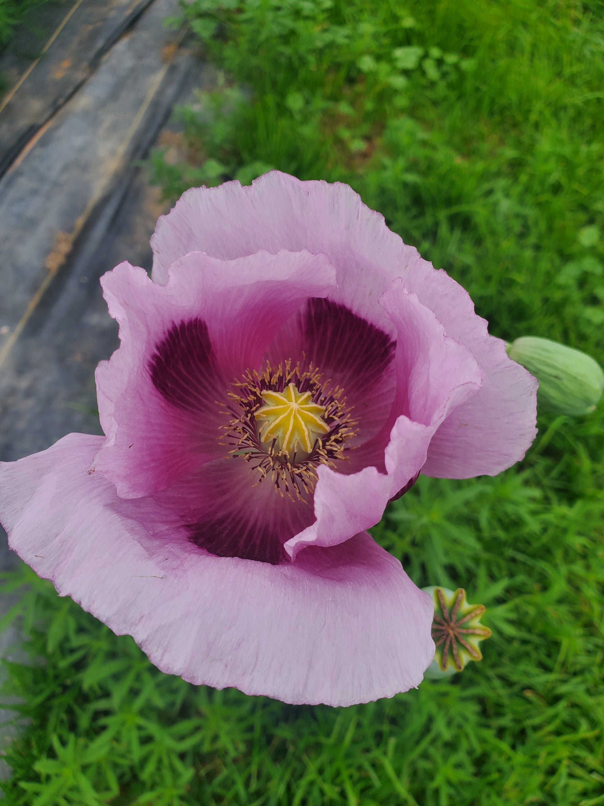 TRUE Izmir Afghan Blue Poppy Seed (Papaver Somniferum) 1500 Seeds