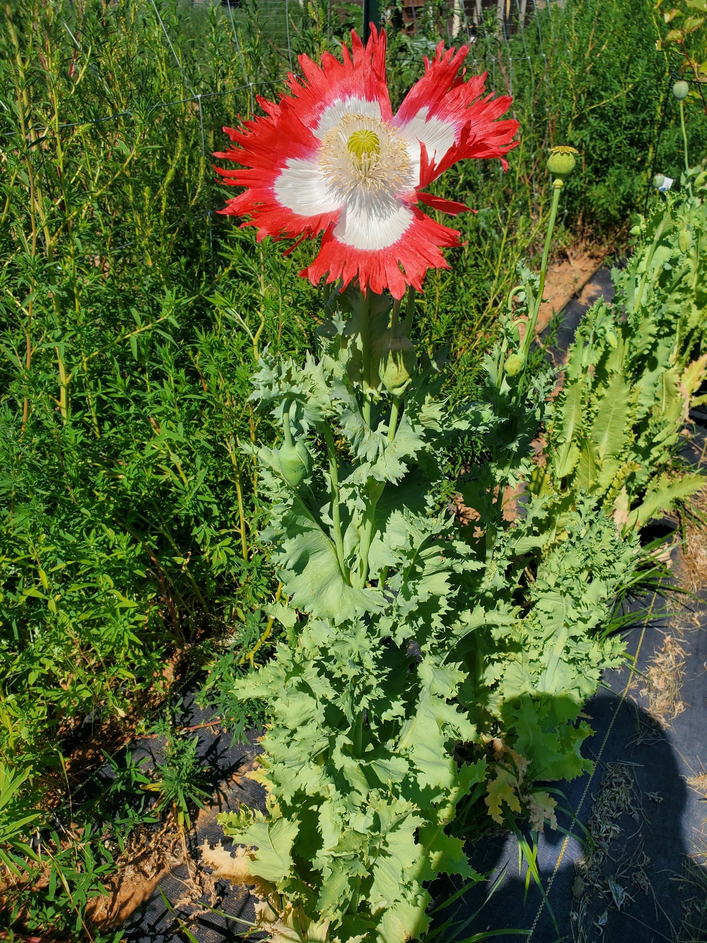 TRUE Izmir Danish Flag Poppy Seed (Papaver Somniferum)1500 Seeds
