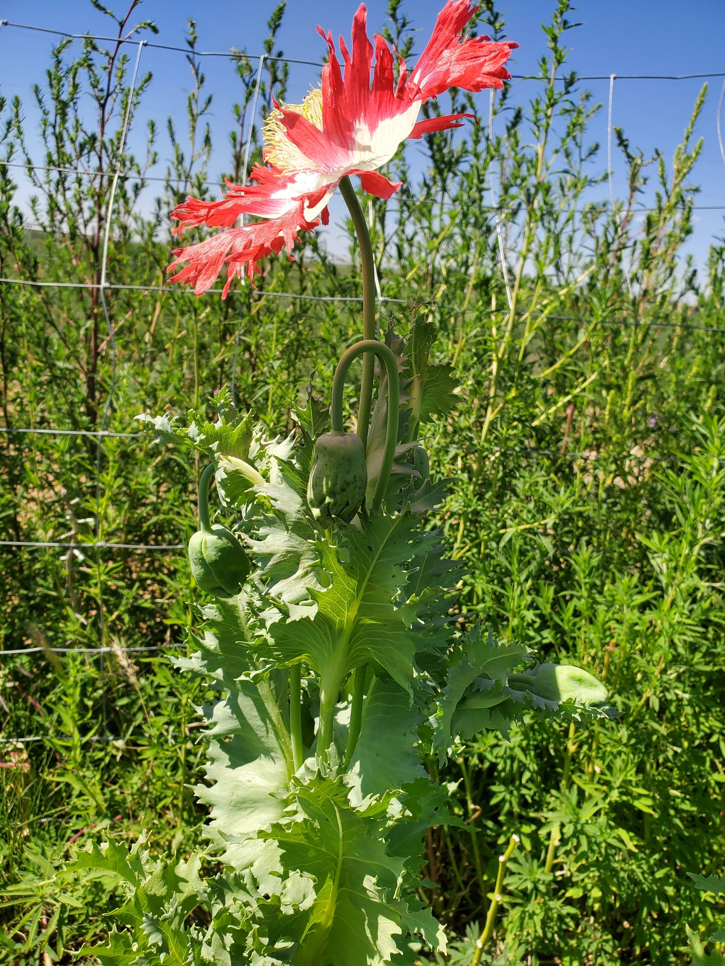 TRUE Izmir Danish Flag Poppy Seed (Papaver Somniferum)1500 Seeds