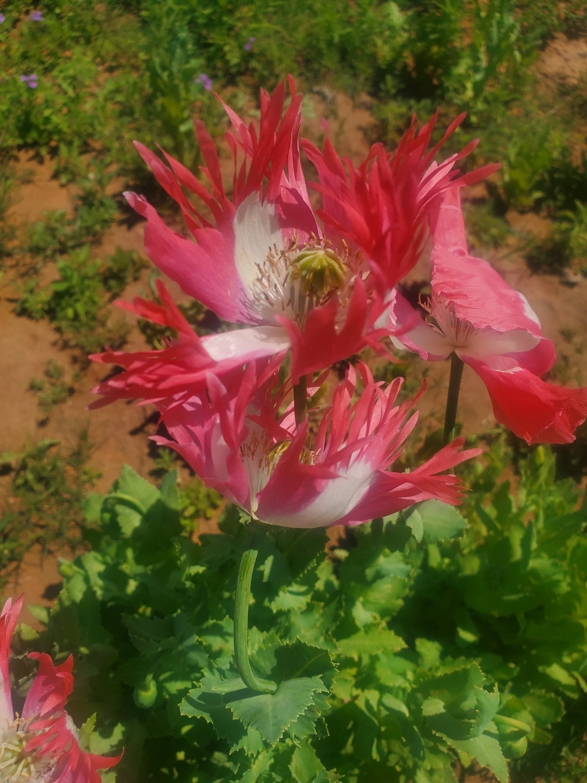Izmir Pink Special Afghan Poppy Seeds (Papaver Somniferum Var Galania) 1500 pack