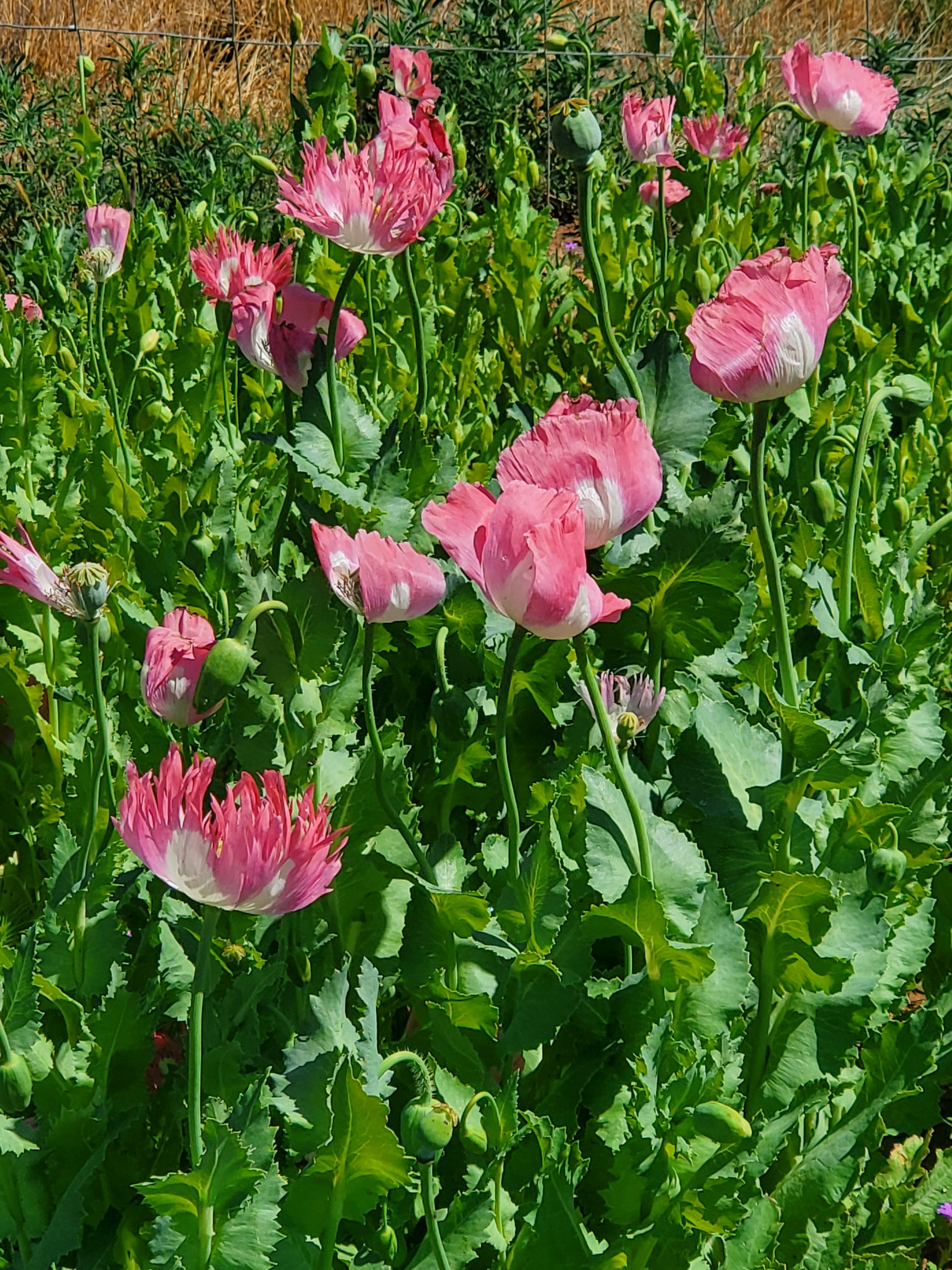 Izmir Pink Special Afghan Poppy Seeds (Papaver Somniferum Var Galania) 1500 pack