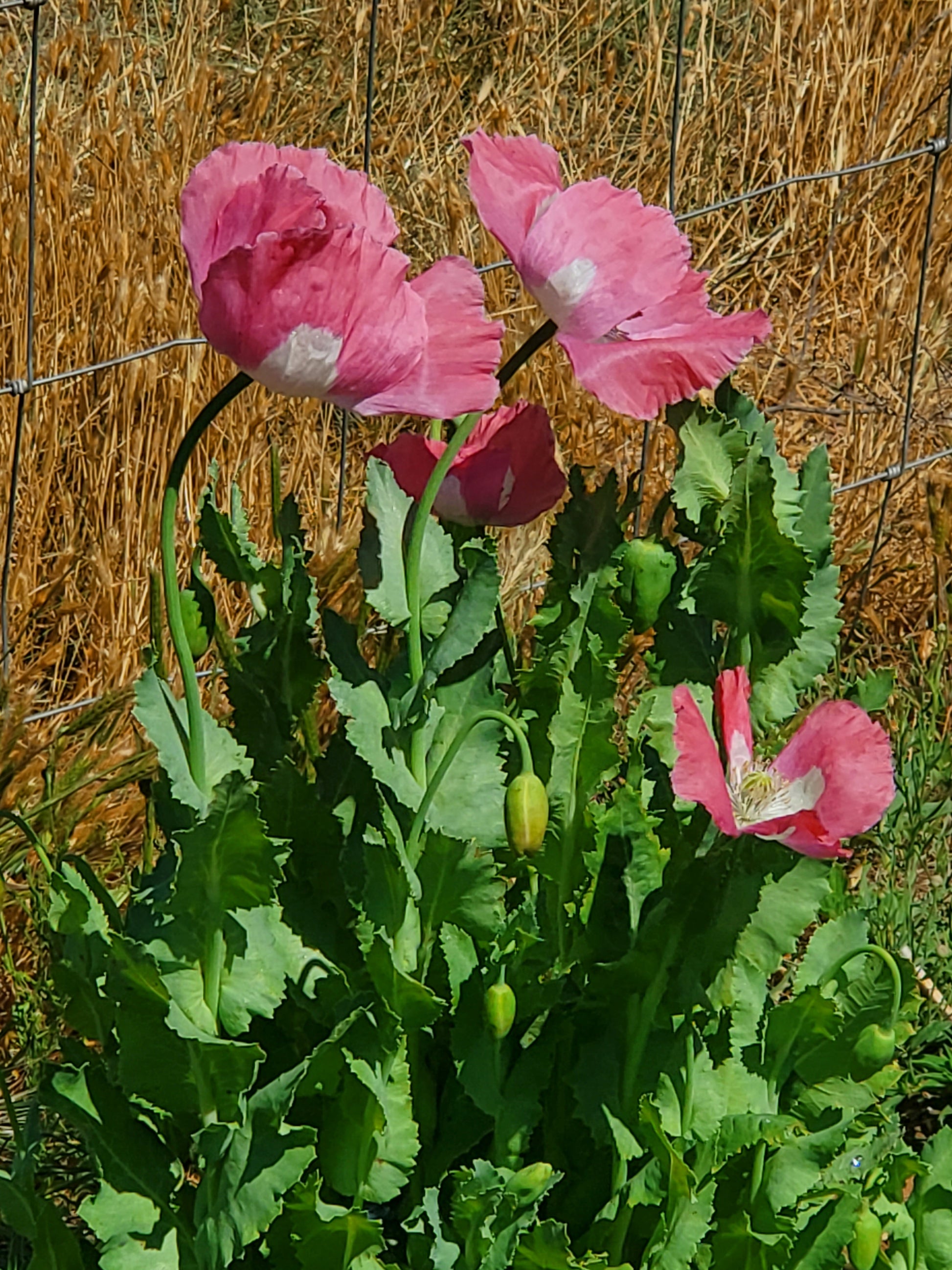 Izmir Pink Special Afghan Poppy Seeds (Papaver Somniferum Var Galania) 1500 pack