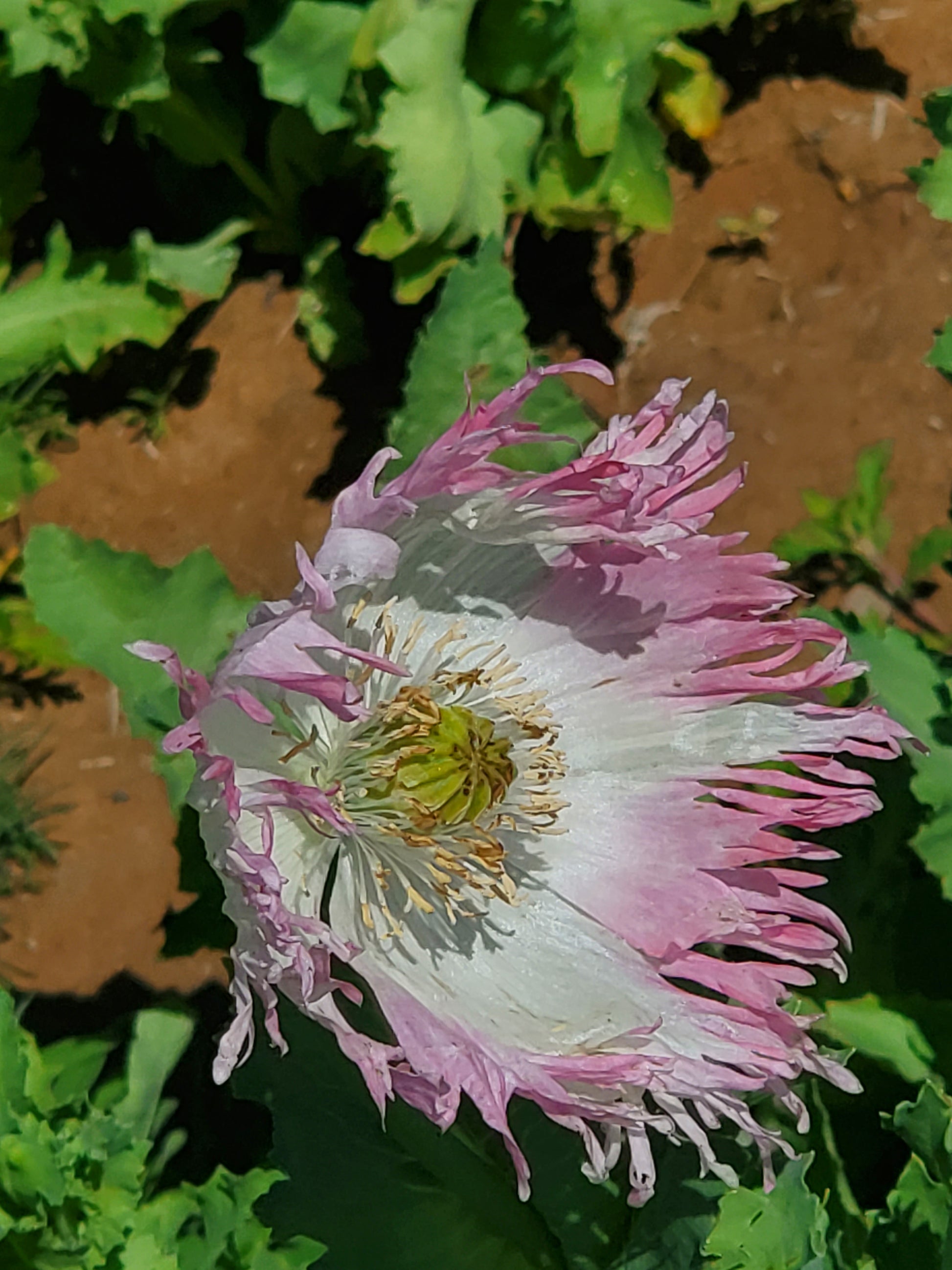 Izmir Pink Special Afghan Poppy Seeds (Papaver Somniferum Var Galania) 1500 pack