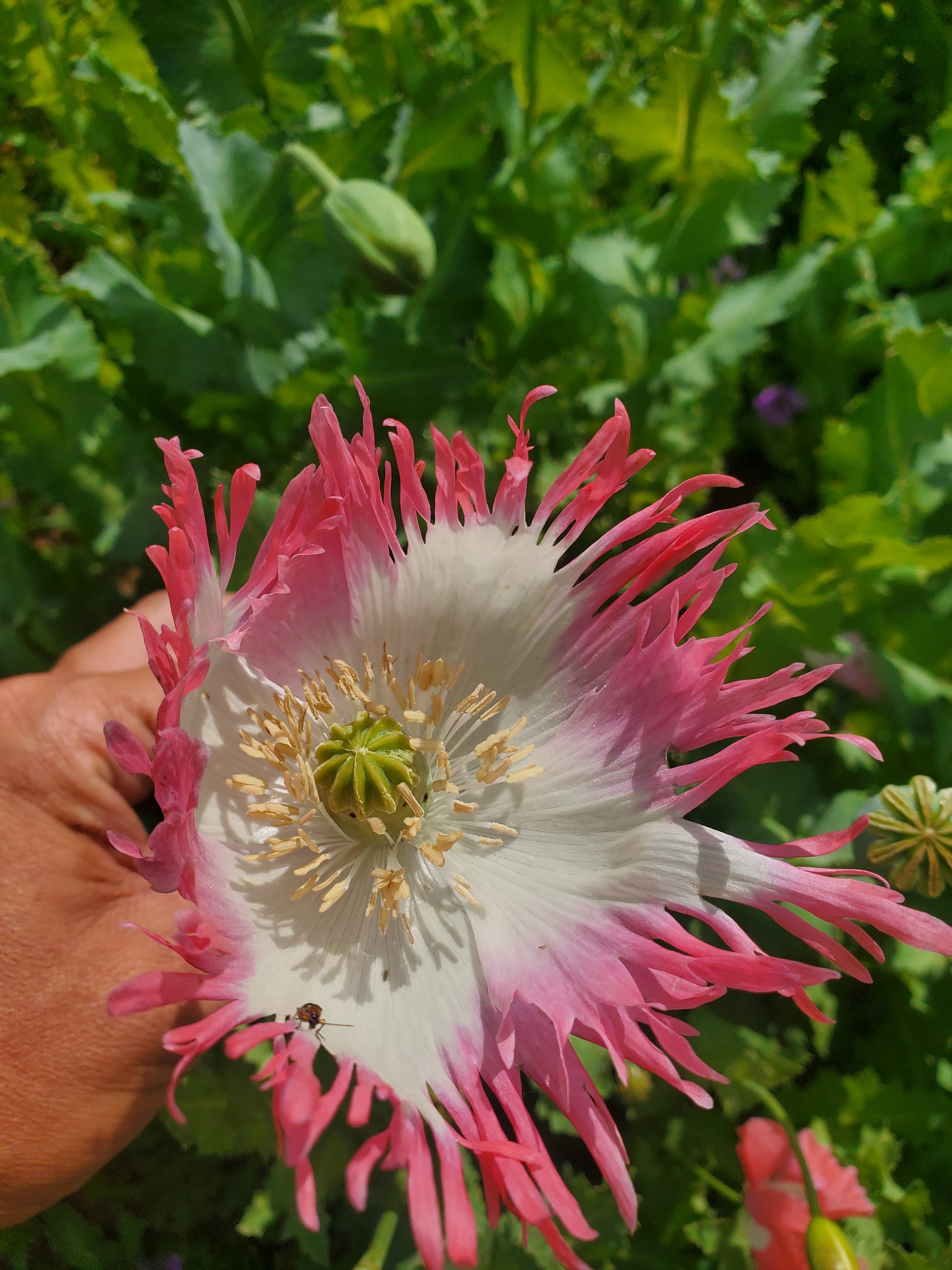 Izmir Pink Special Afghan Poppy Seeds (Papaver Somniferum Var Galania) 1500 pack