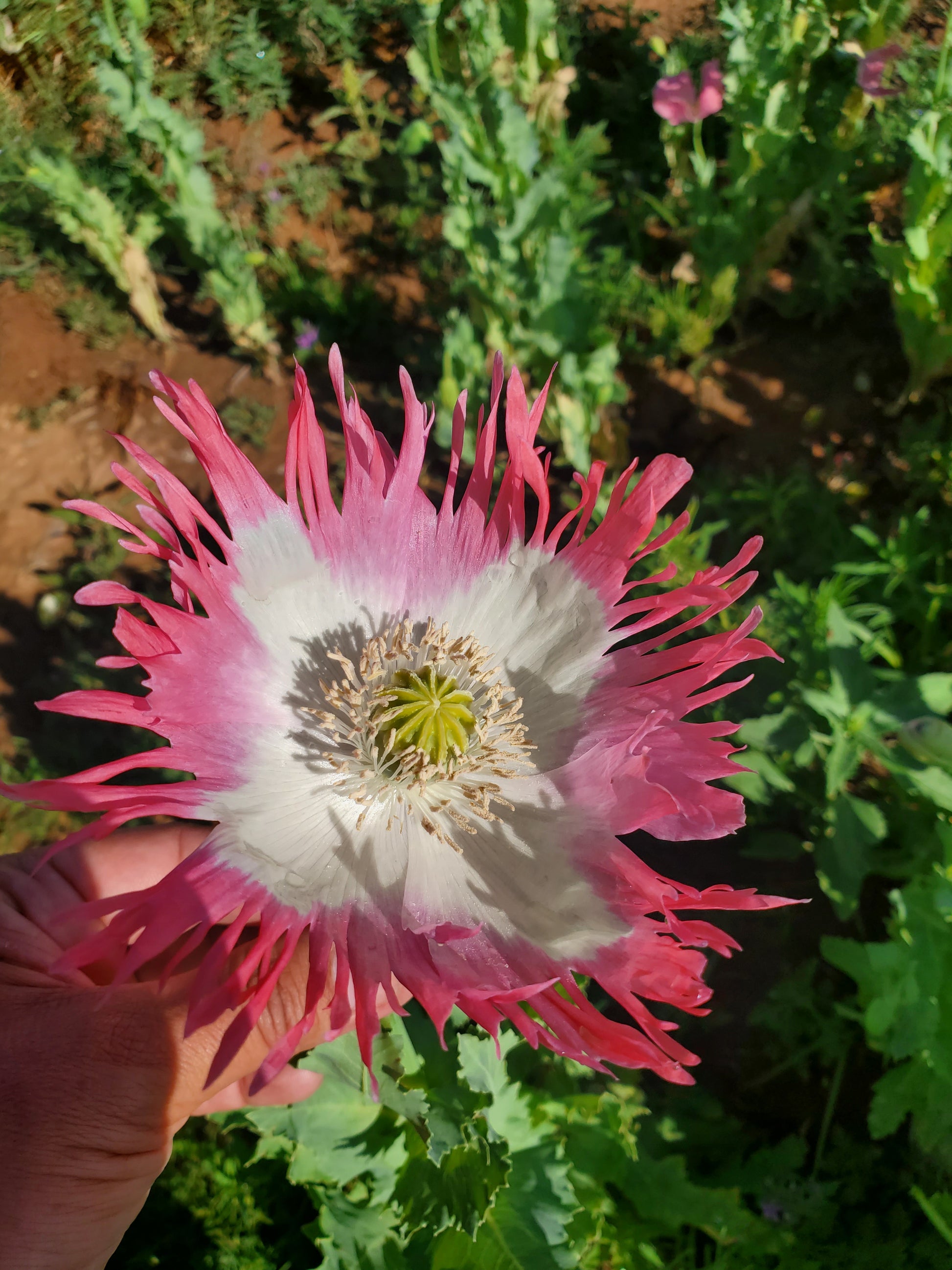 Izmir Pink Special Afghan Poppy Seeds (Papaver Somniferum Var Galania) 1500 pack
