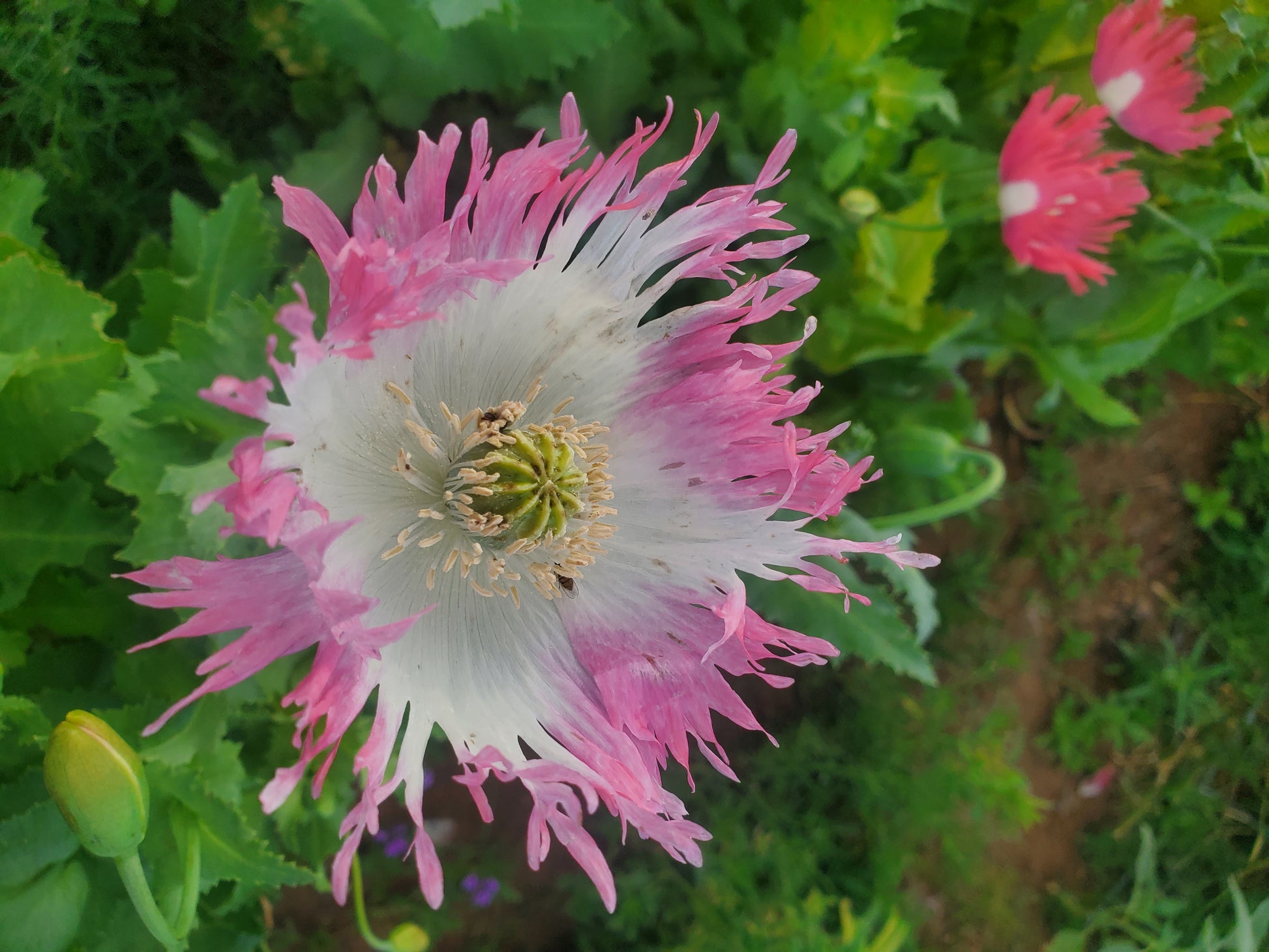 Izmir Pink Special Afghan Poppy Seeds (Papaver Somniferum Var Galania) 1500 pack