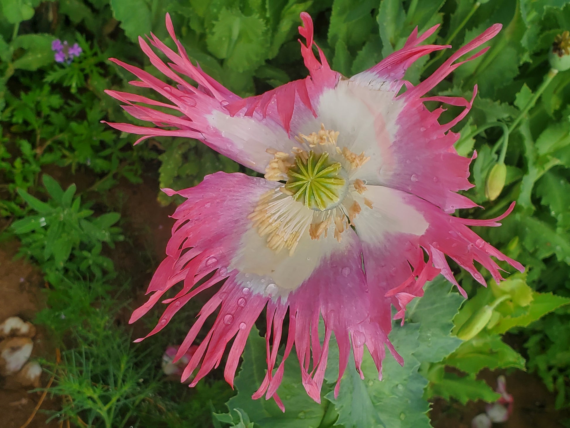 Izmir Pink Special Afghan Poppy Seeds (Papaver Somniferum Var Galania) 1500 pack