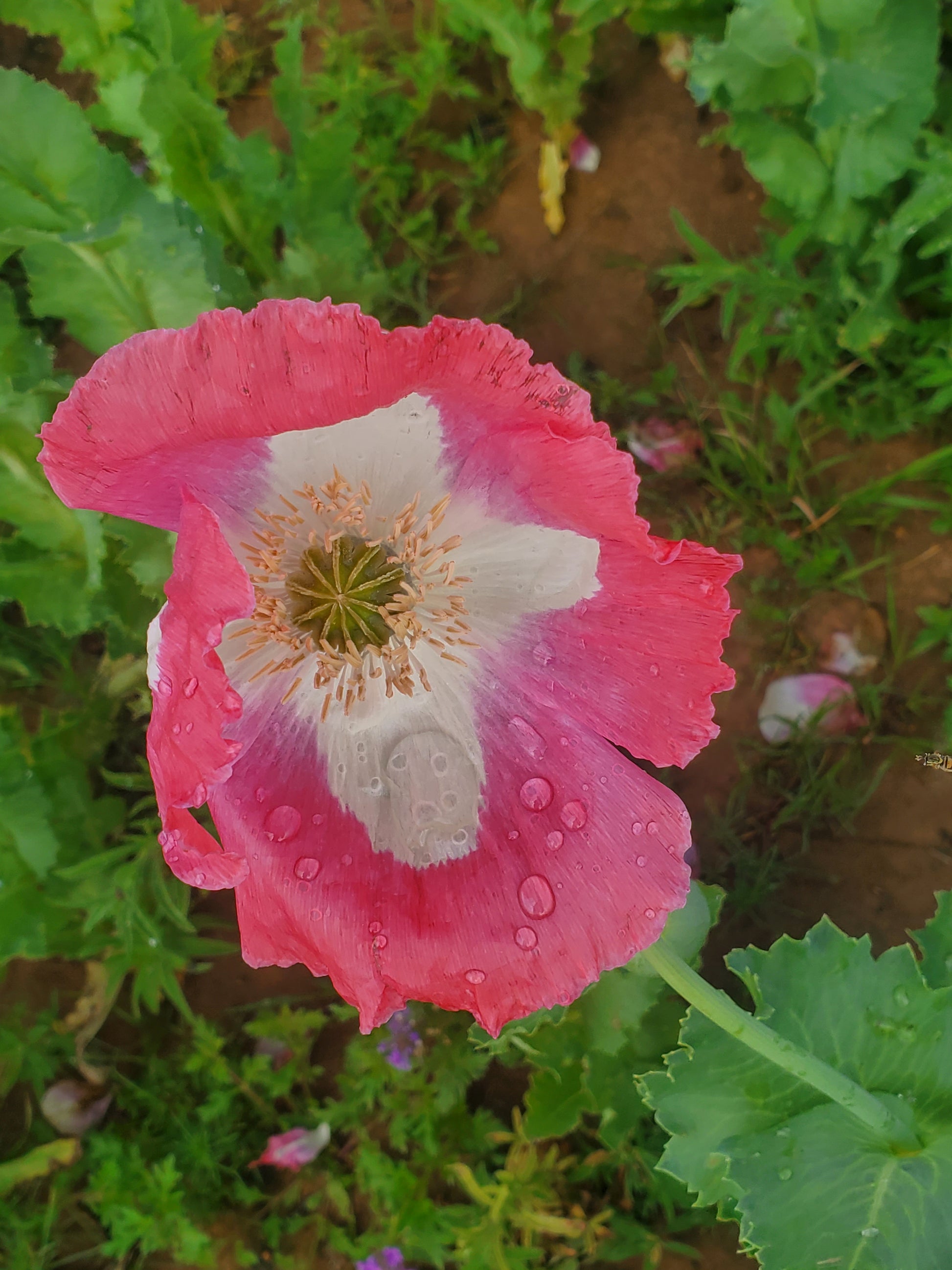 Izmir Pink Special Afghan Poppy Seeds (Papaver Somniferum Var Galania) 1500 pack