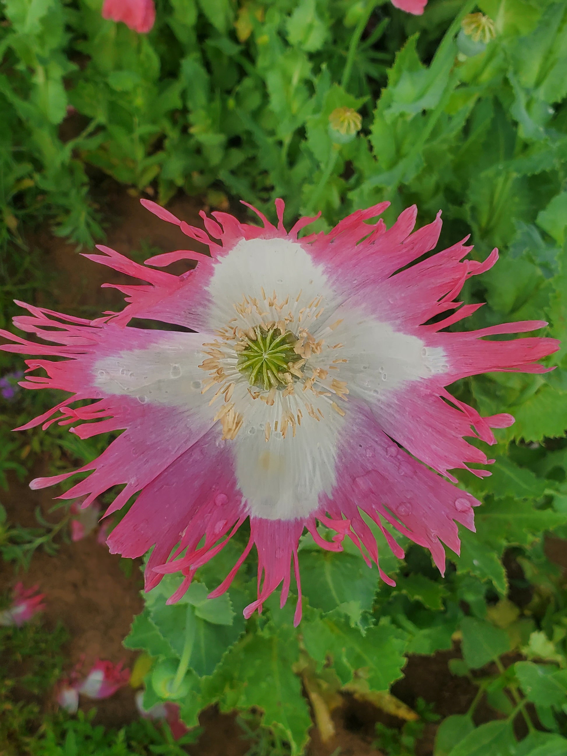 Izmir Pink Special Afghan Poppy Seeds (Papaver Somniferum Var Galania) 1500 pack