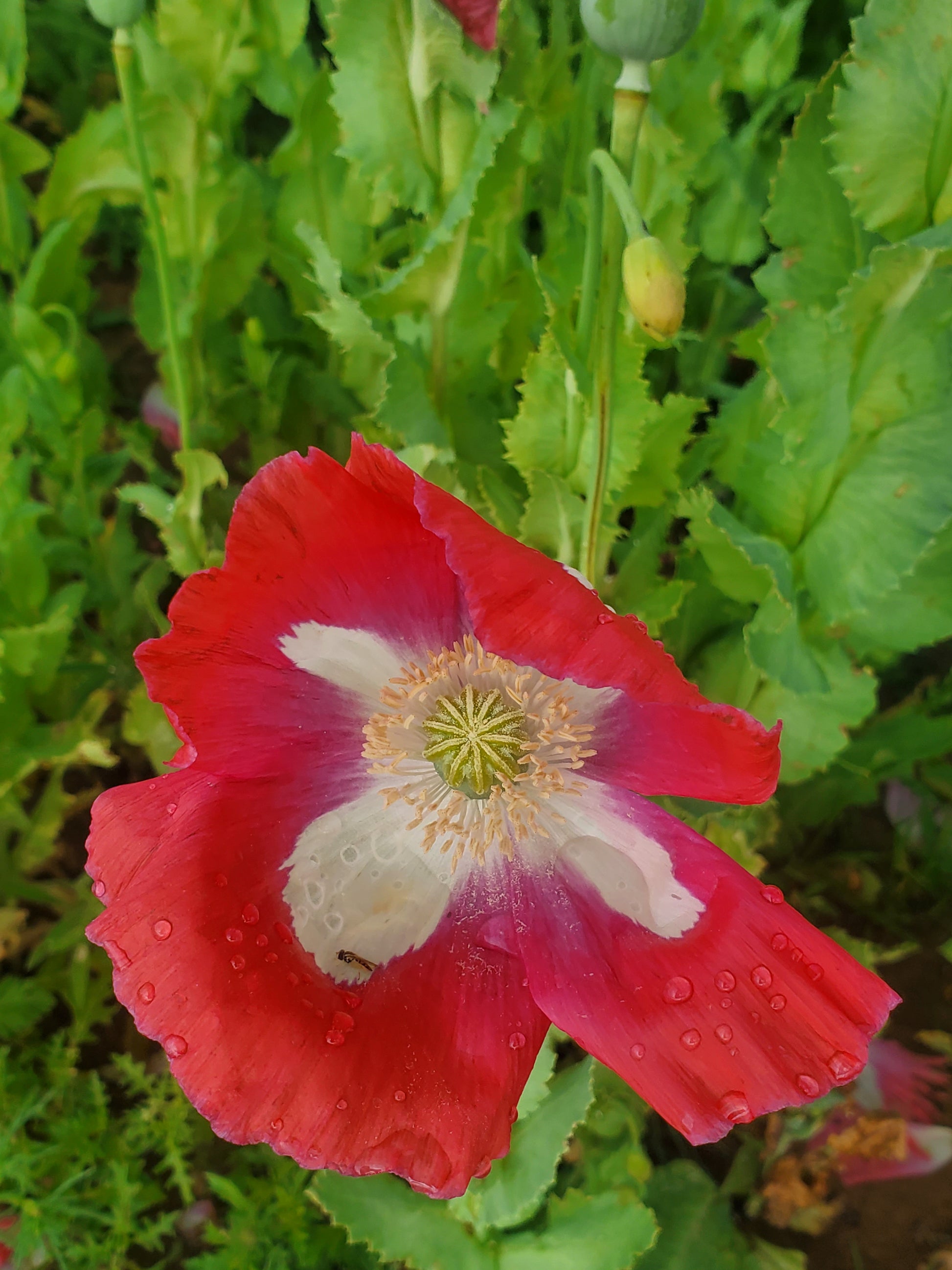 Izmir Pink Special Afghan Poppy Seeds (Papaver Somniferum Var Galania) 1500 pack