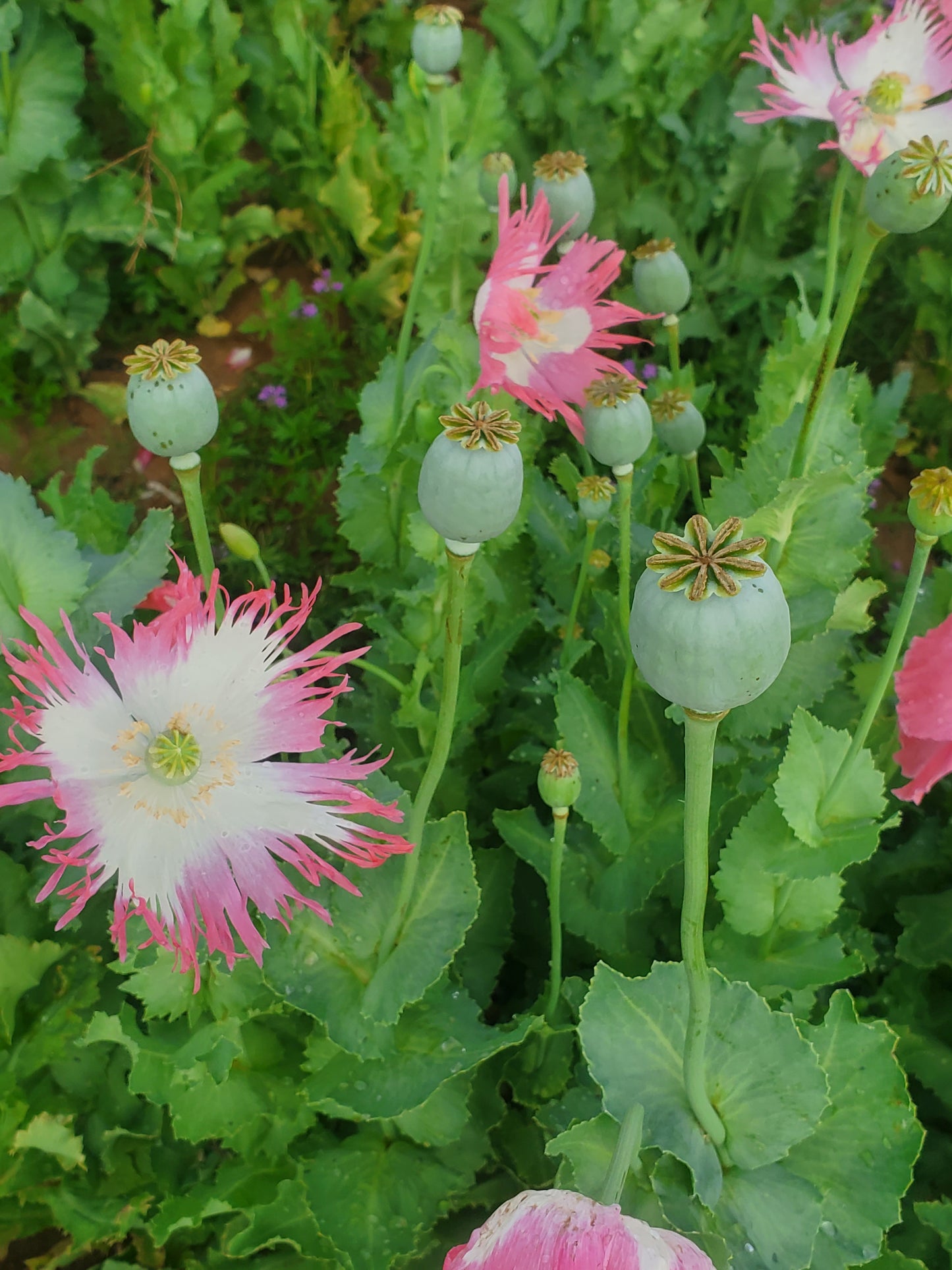 Izmir Pink Special Afghan Poppy Seeds (Papaver Somniferum Var Galania) 1500 pack