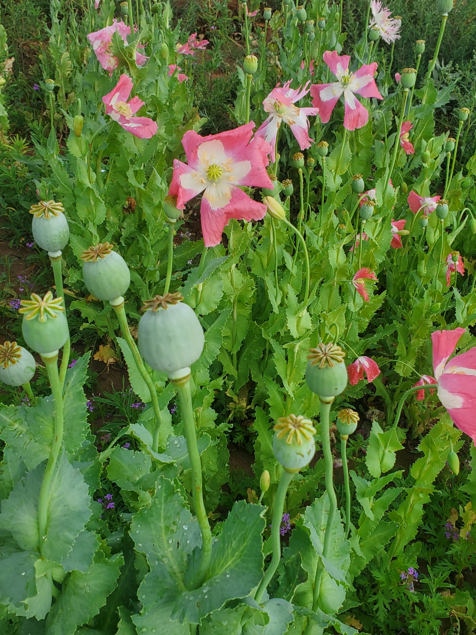 Izmir Pink Special Afghan Poppy Seeds (Papaver Somniferum Var Galania) 1500 pack