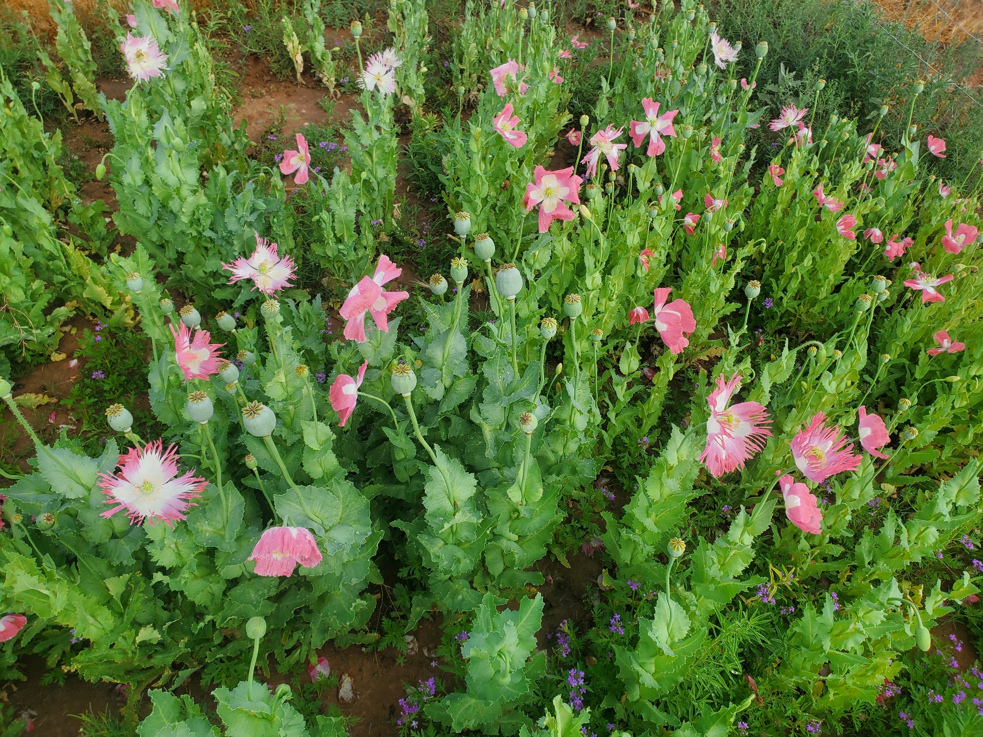 Izmir Pink Special Afghan Poppy Seeds (Papaver Somniferum Var Galania) 1500 pack