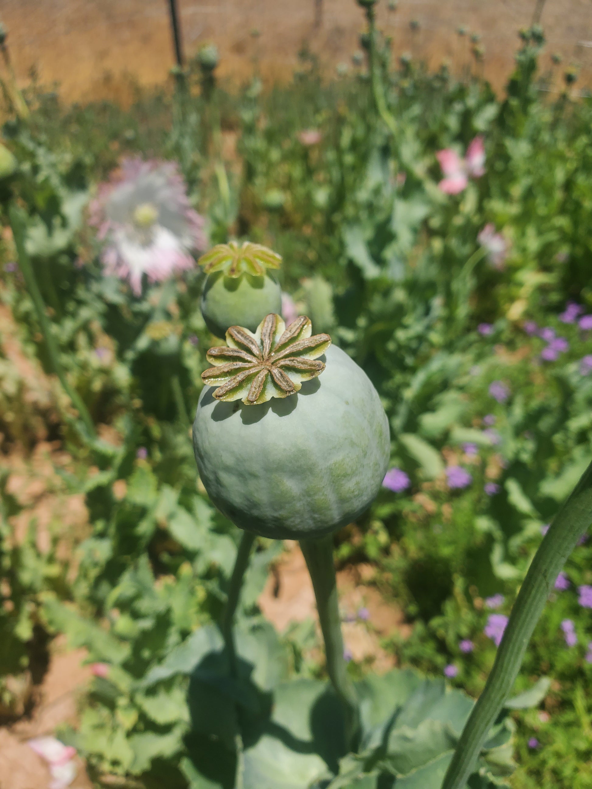 Izmir Pink Special Afghan Poppy Seeds (Papaver Somniferum Var Galania) 1500 pack