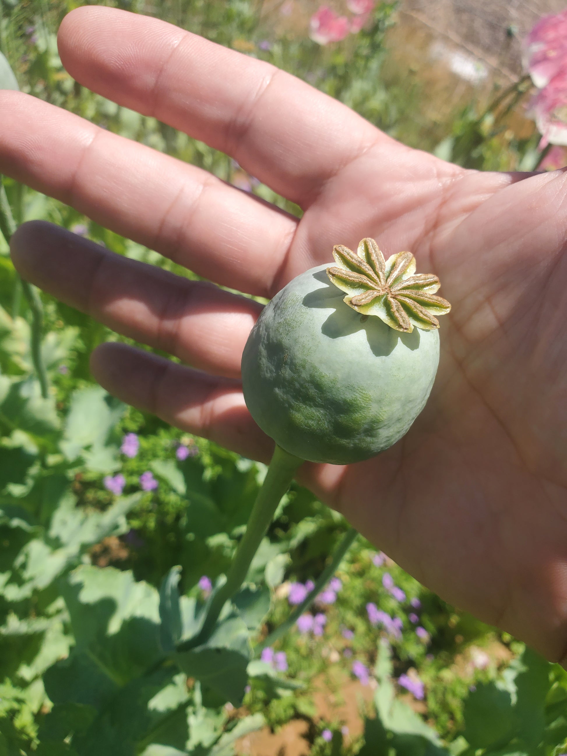 Izmir Pink Special Afghan Poppy Seeds (Papaver Somniferum Var Galania) 1500 pack