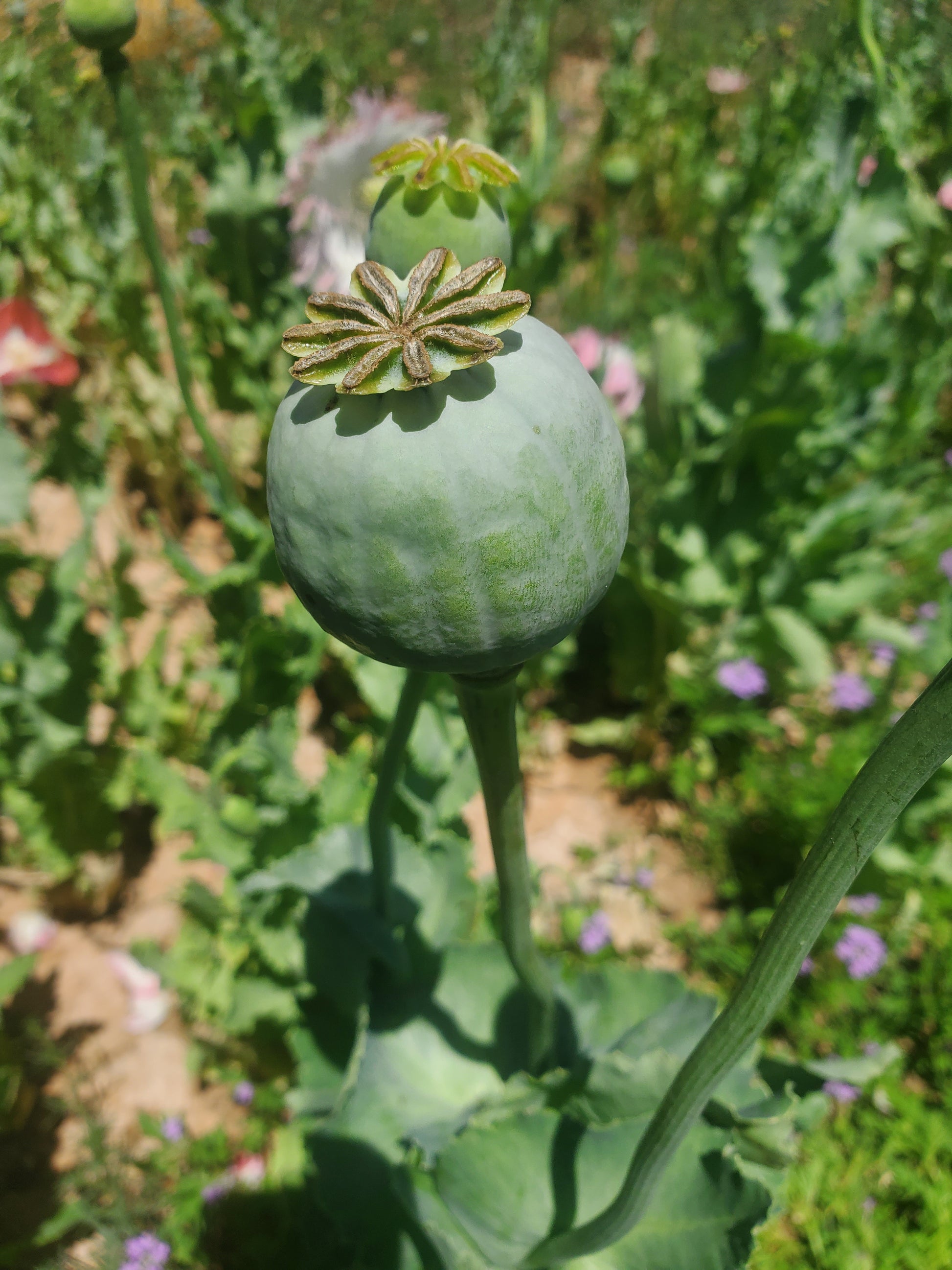 Izmir Pink Special Afghan Poppy Seeds (Papaver Somniferum Var Galania) 1500 pack