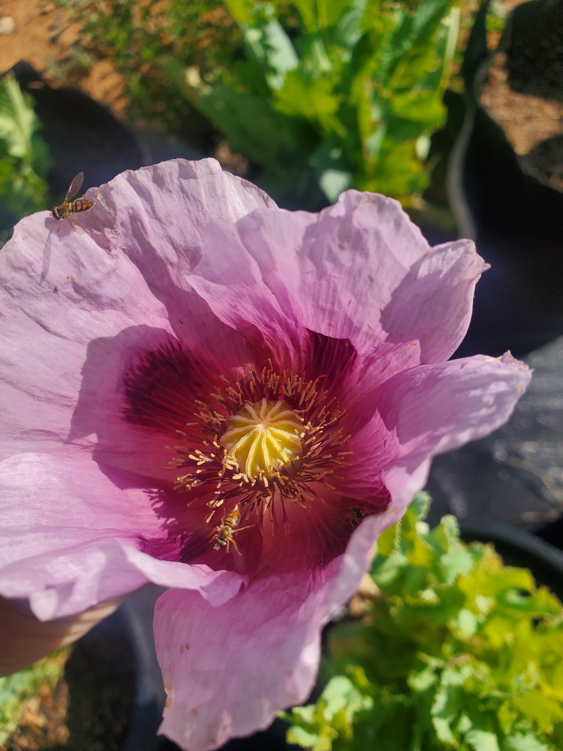 TRUE Izmir Afghan Blue Poppy Seed (Papaver Somniferum) 1500 Seeds