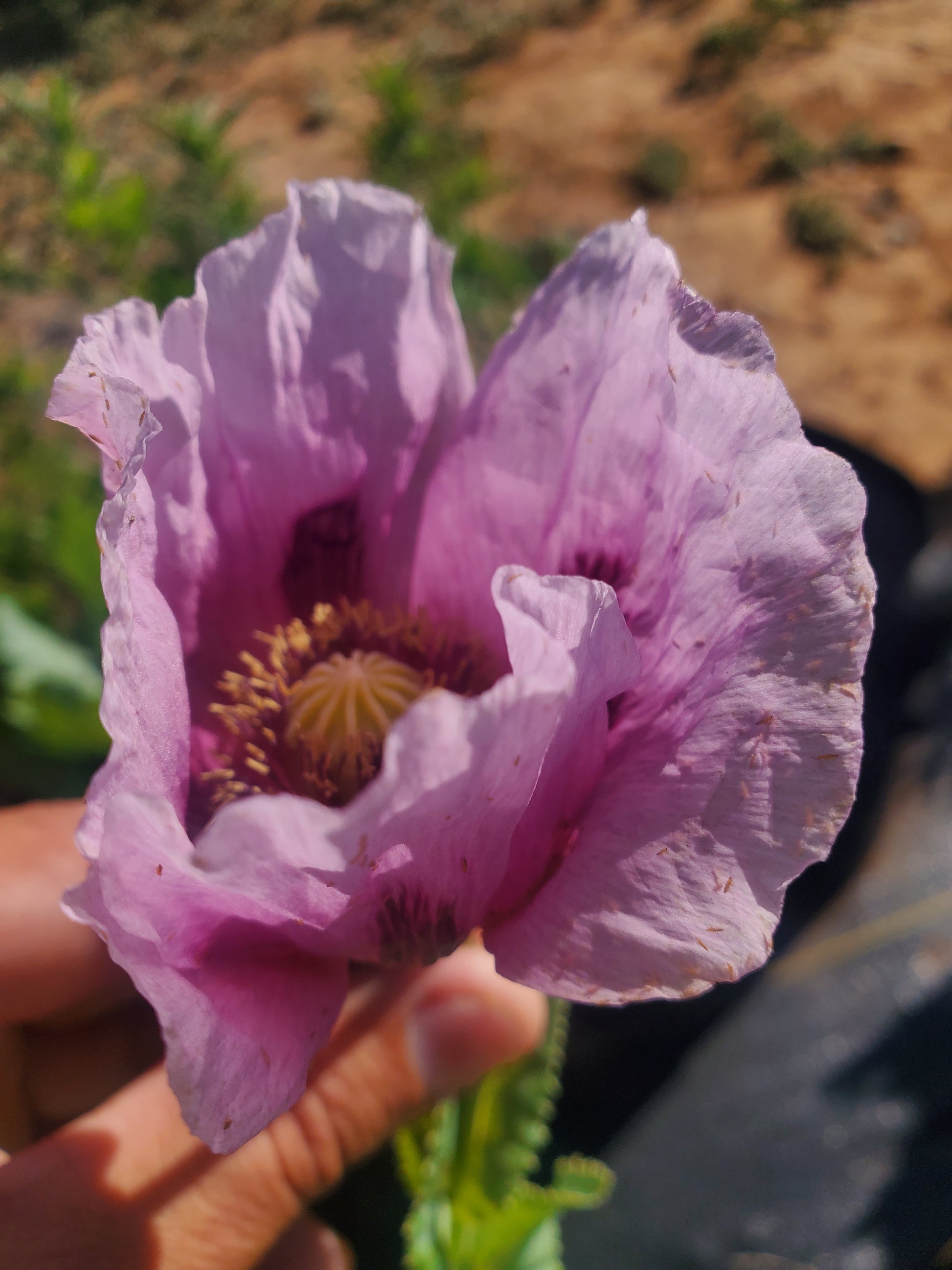 TRUE Izmir Afghan Blue Poppy Seed (Papaver Somniferum) 1500 Seeds