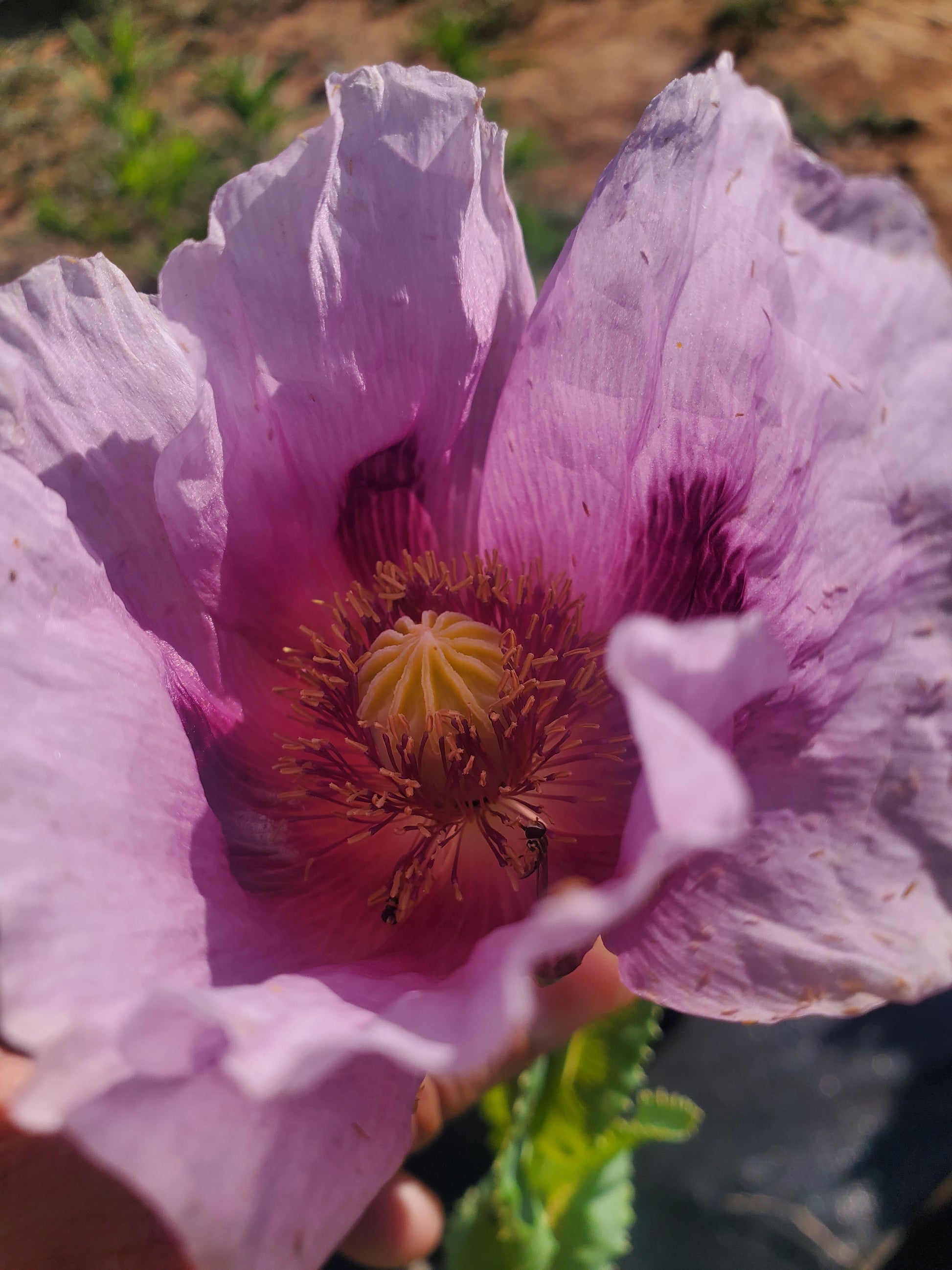 TRUE Izmir Afghan Blue Poppy Seed (Papaver Somniferum) 1500 Seeds