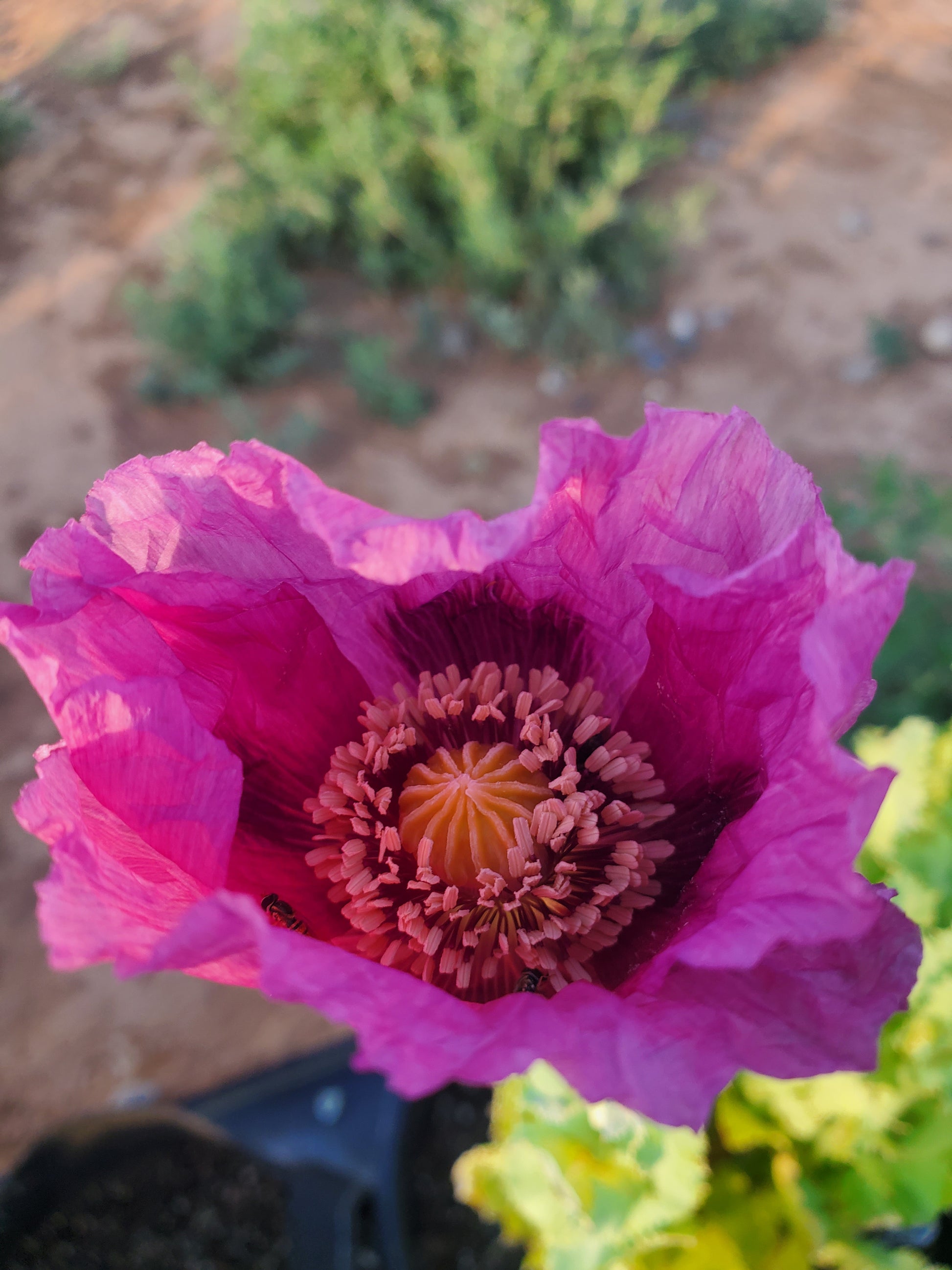TRUE Izmir Afghan Blue Poppy Seed (Papaver Somniferum) 1500 Seeds