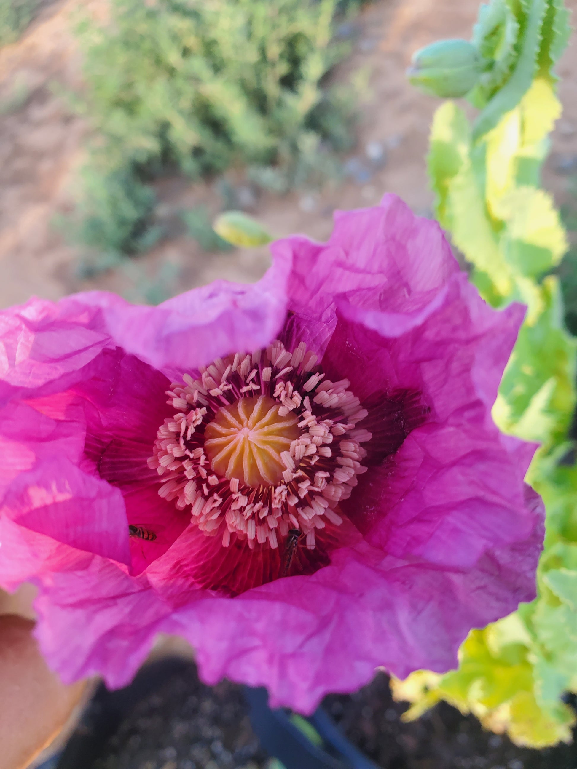 TRUE Izmir Afghan Blue Poppy Seed (Papaver Somniferum) 1500 Seeds