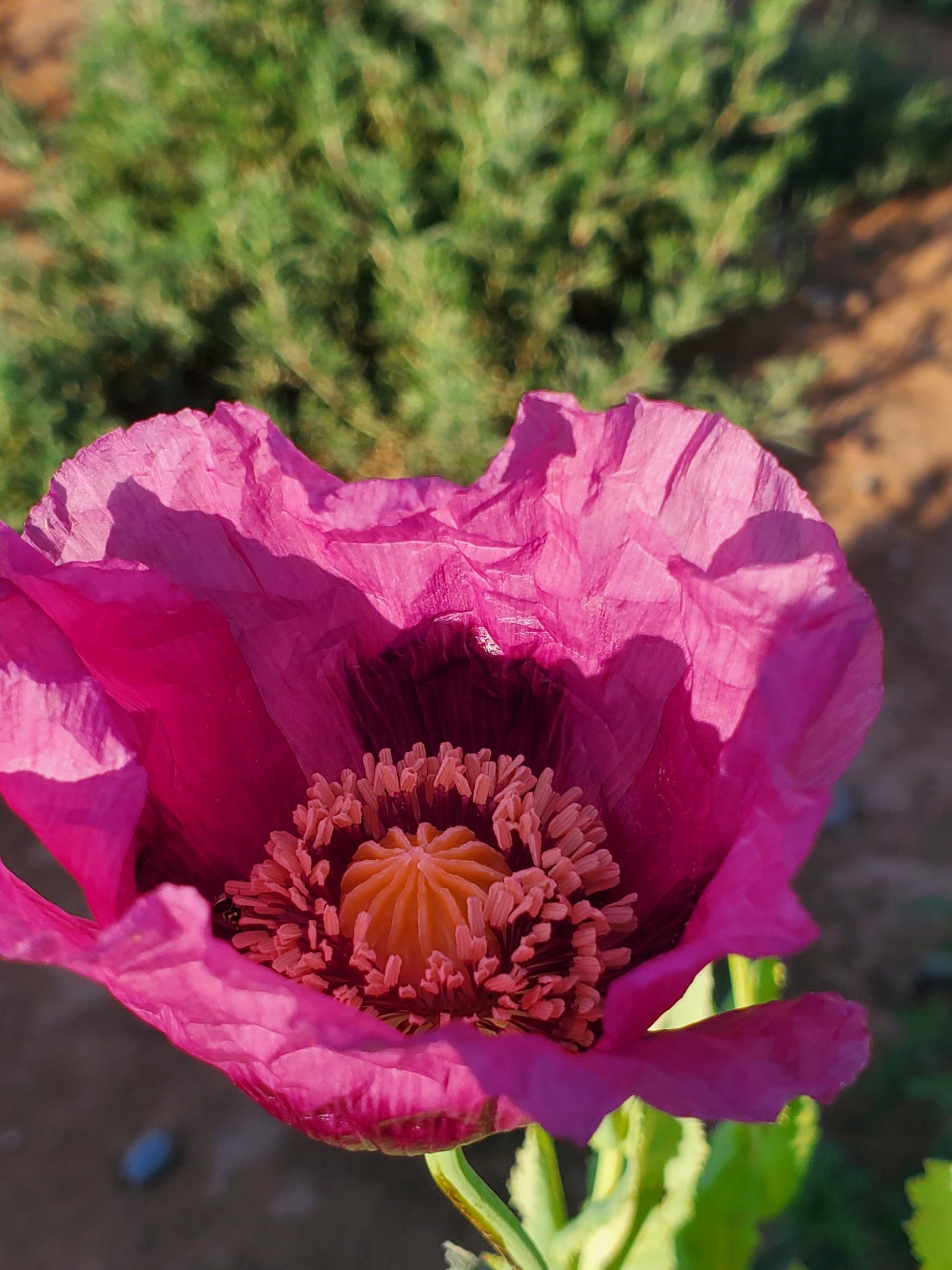 TRUE Izmir Afghan Blue Poppy Seed (Papaver Somniferum) 1500 Seeds