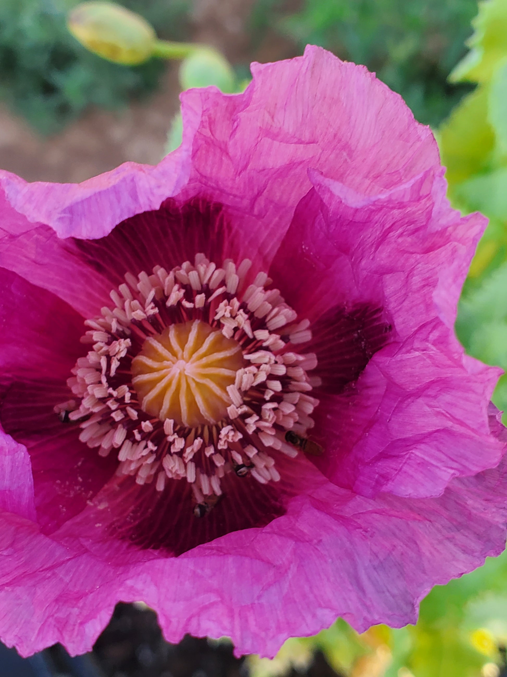 TRUE Izmir Afghan Blue Poppy Seed (Papaver Somniferum) 1500 Seeds