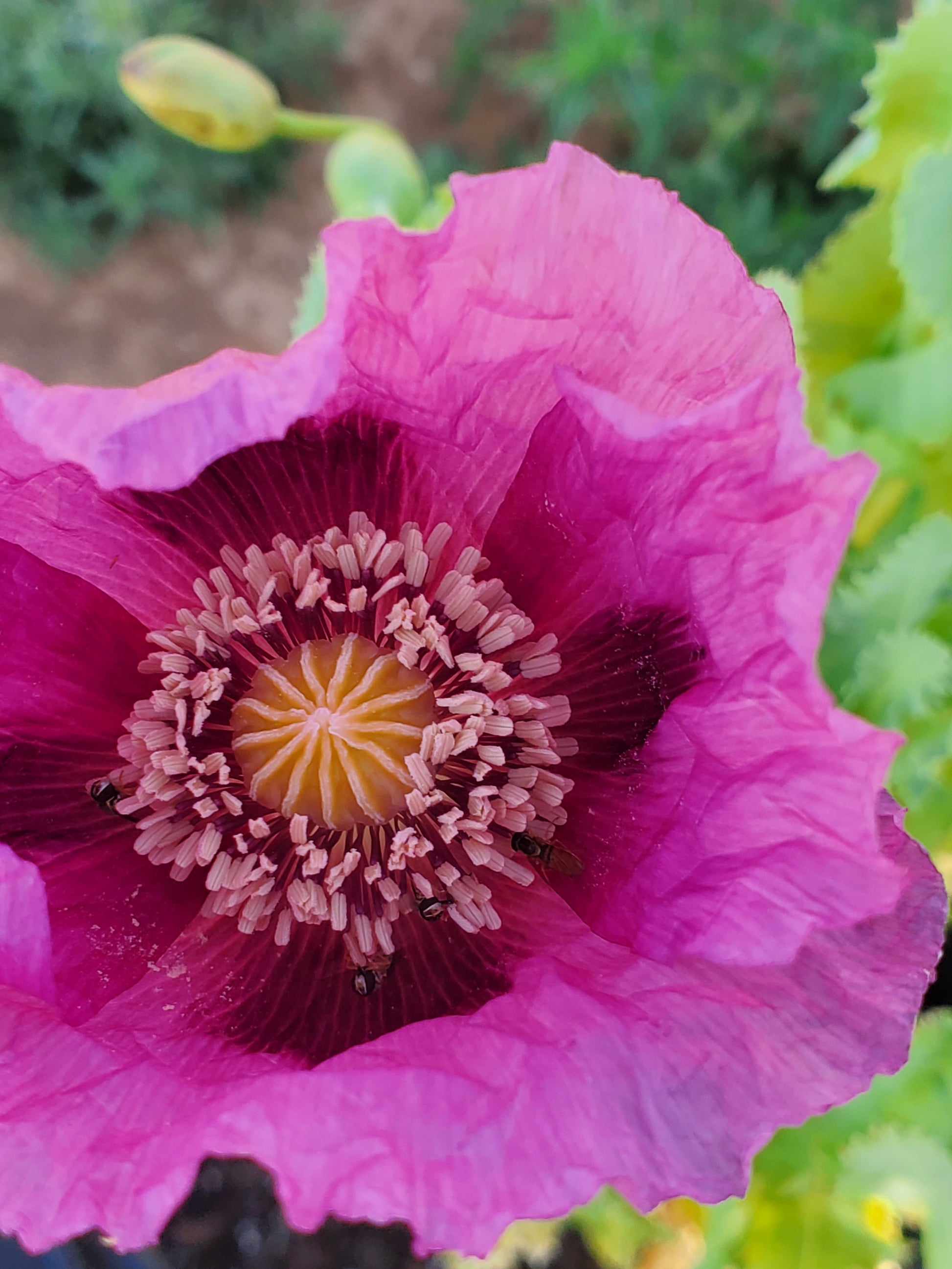 TRUE Izmir Afghan Blue Poppy Seed (Papaver Somniferum) 1500 Seeds