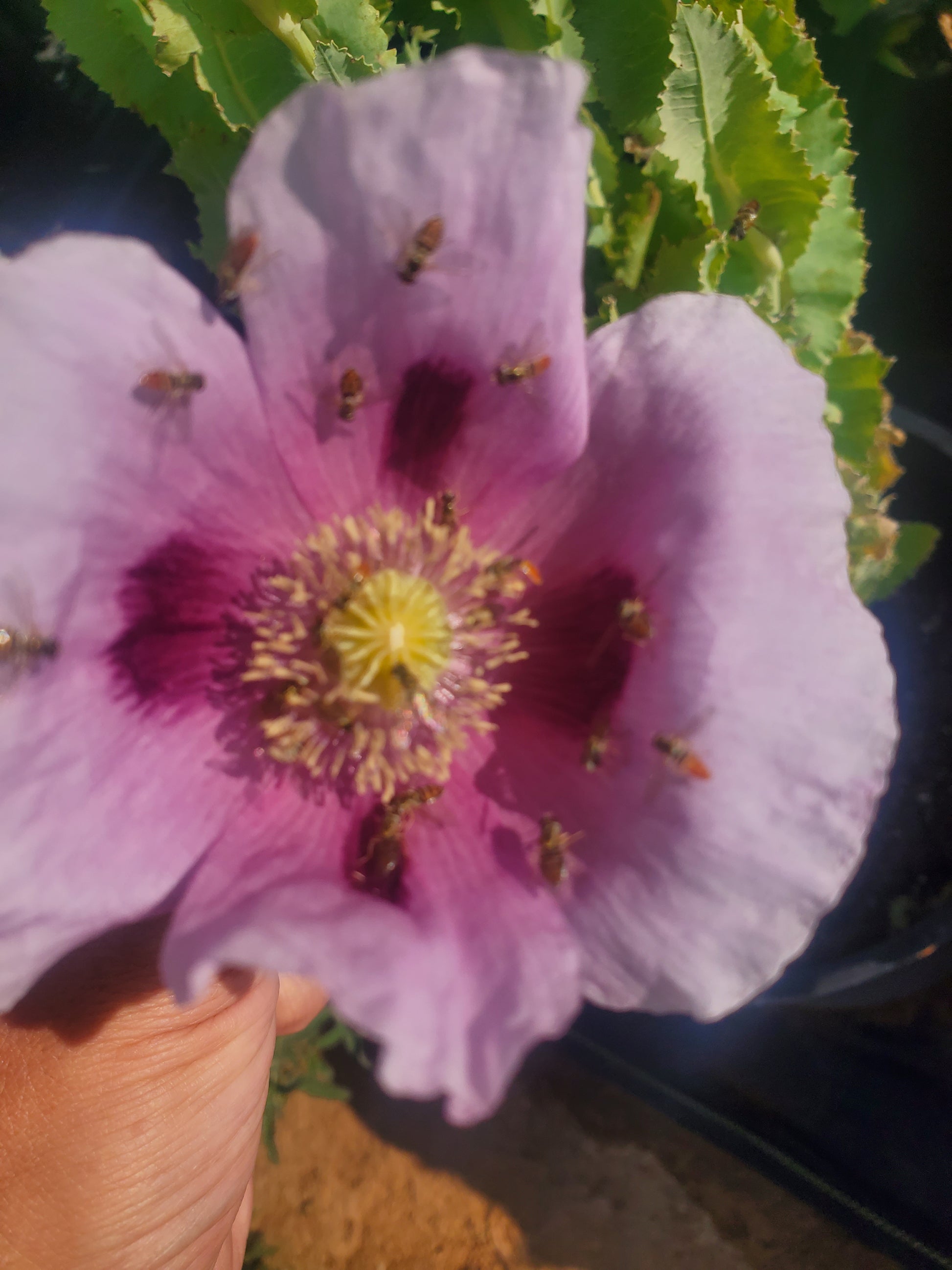 TRUE Izmir Afghan Blue Poppy Seed (Papaver Somniferum) 1500 Seeds