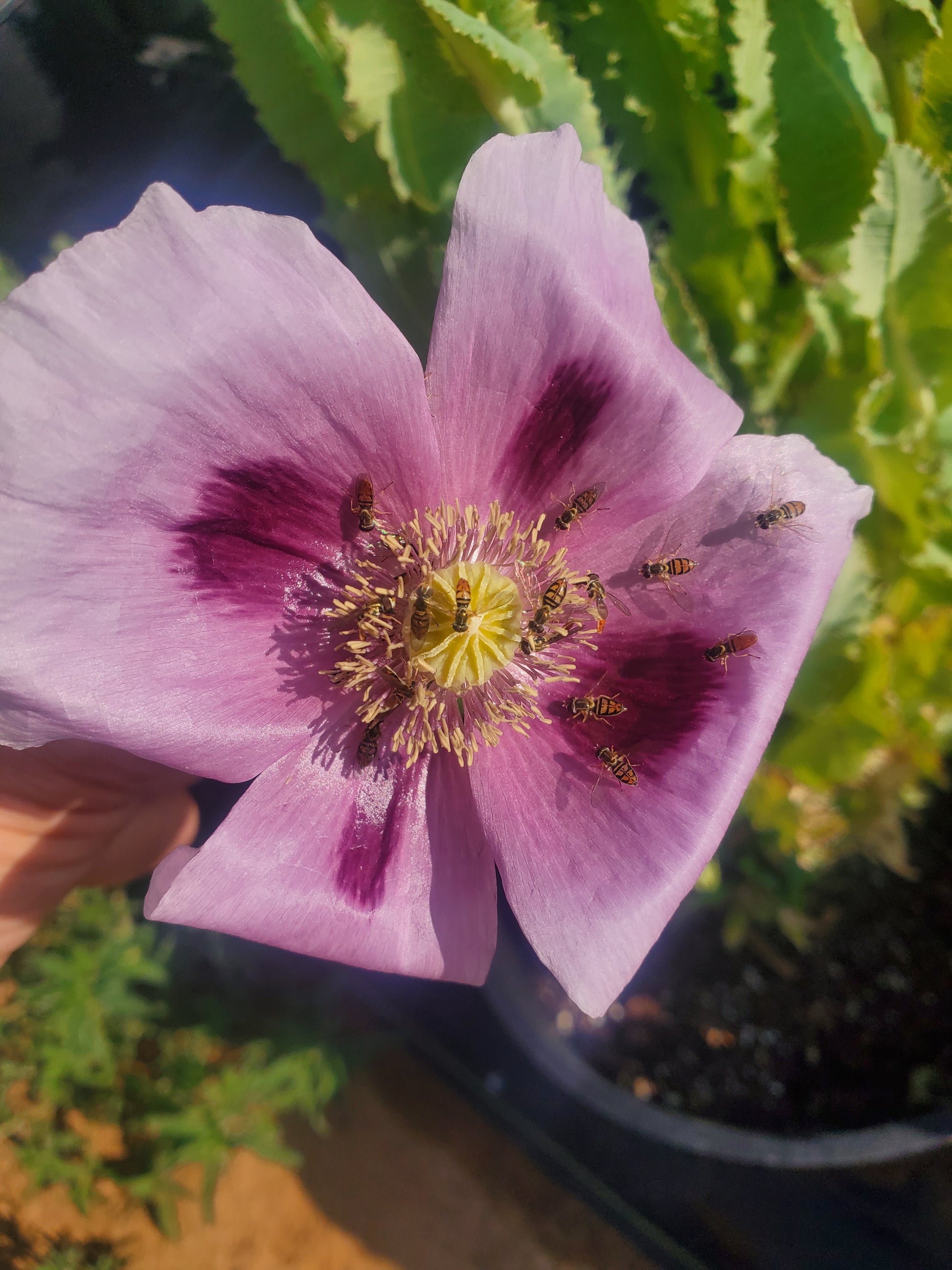 TRUE Izmir Afghan Blue Poppy Seed (Papaver Somniferum) 1500 Seeds