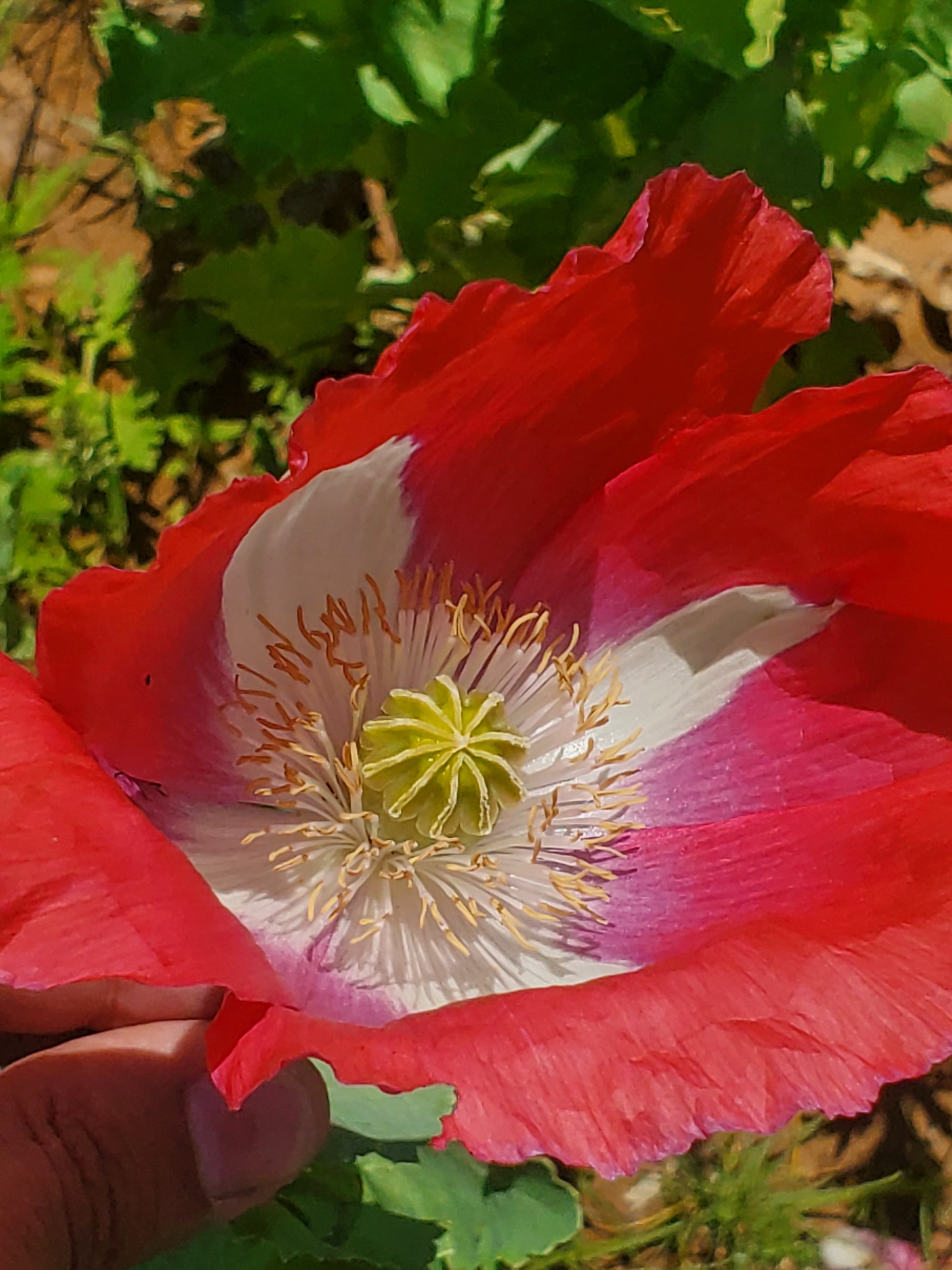 Izmir Pink Special Afghan Poppy Seeds (Papaver Somniferum Var Galania) 1500 pack