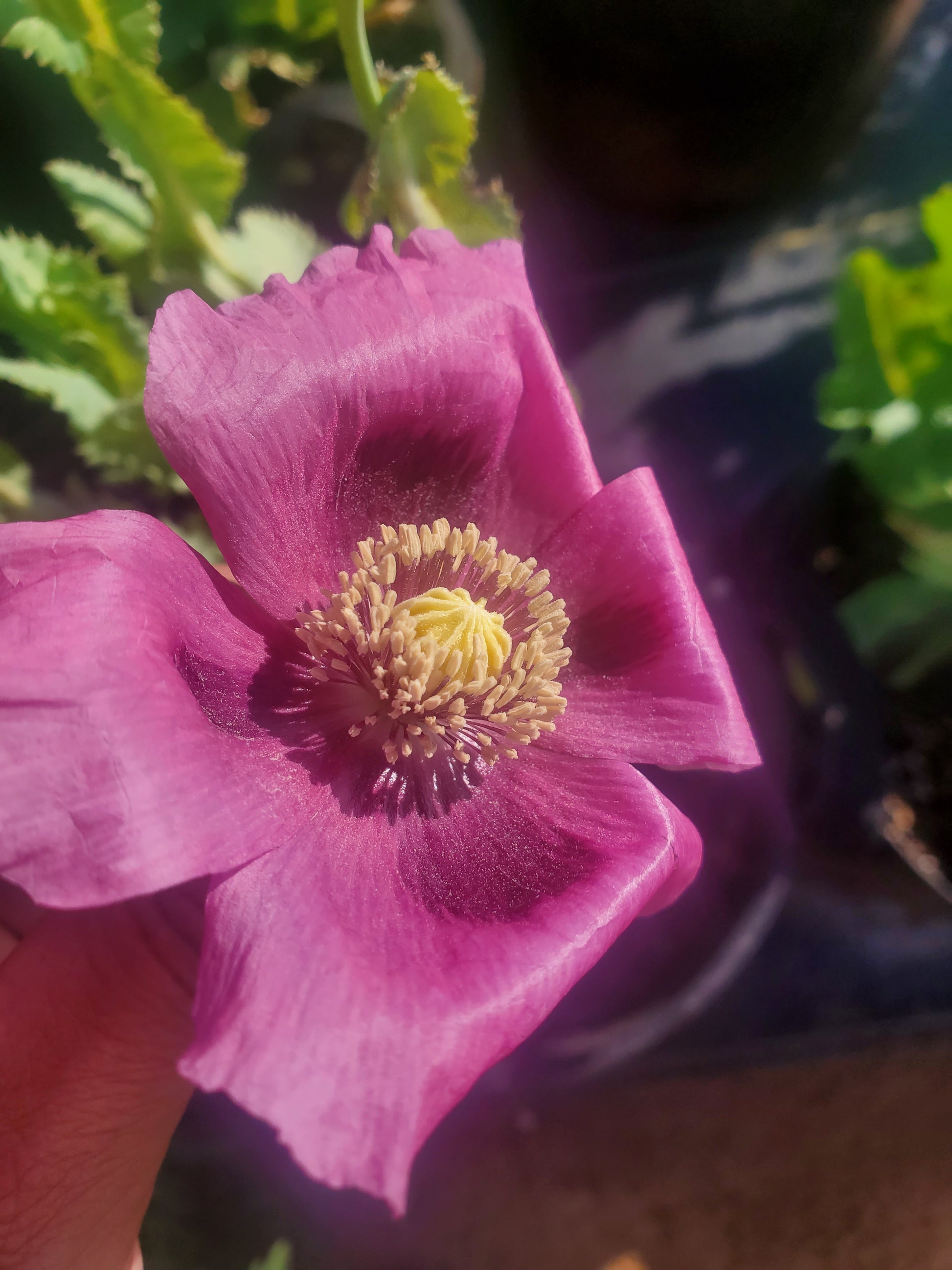 TRUE Izmir Afghan Blue Poppy Seed (Papaver Somniferum) 1500 Seeds