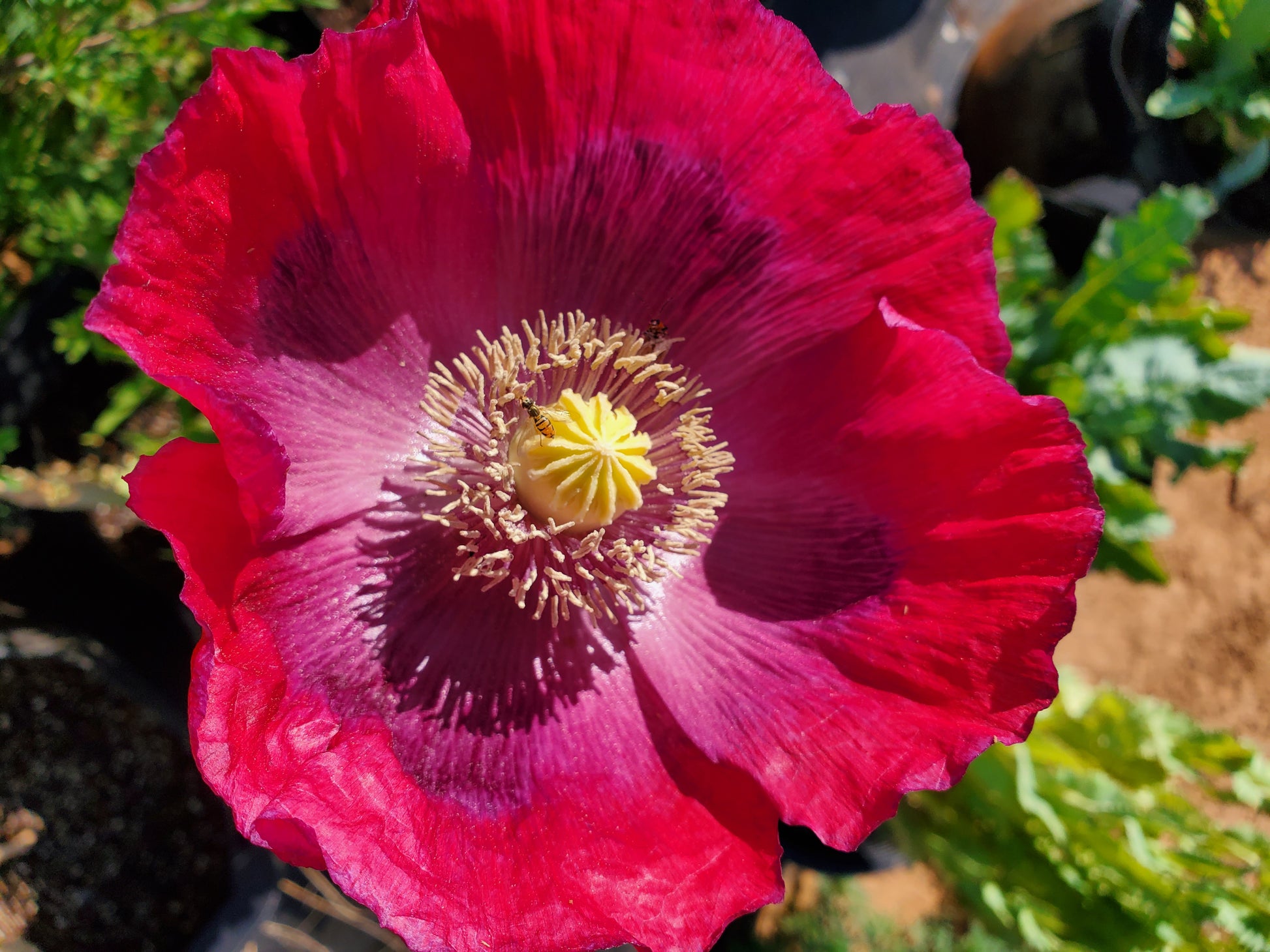 Asian OB/Izmir Pink Special Afghan Hybrid Poppy Seeds (Papaver somniferum / Var Galania) 1500 Pack