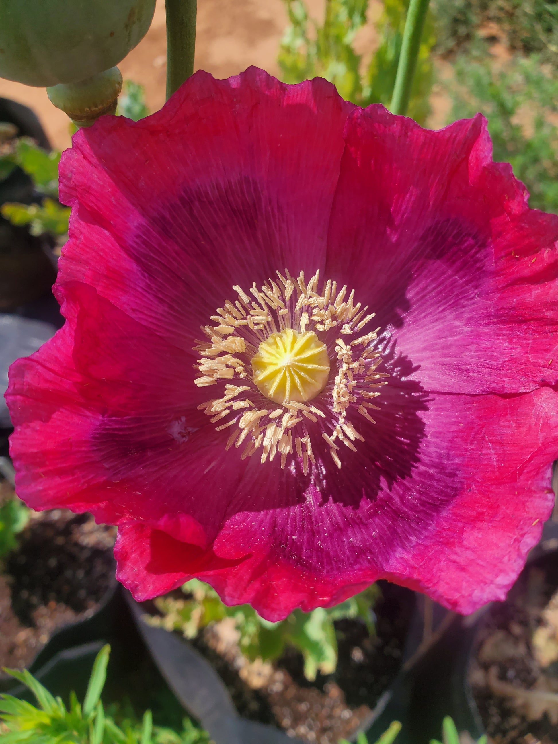 Asian OB/Izmir Pink Special Afghan Hybrid Poppy Seeds (Papaver somniferum / Var Galania) 1500 Pack