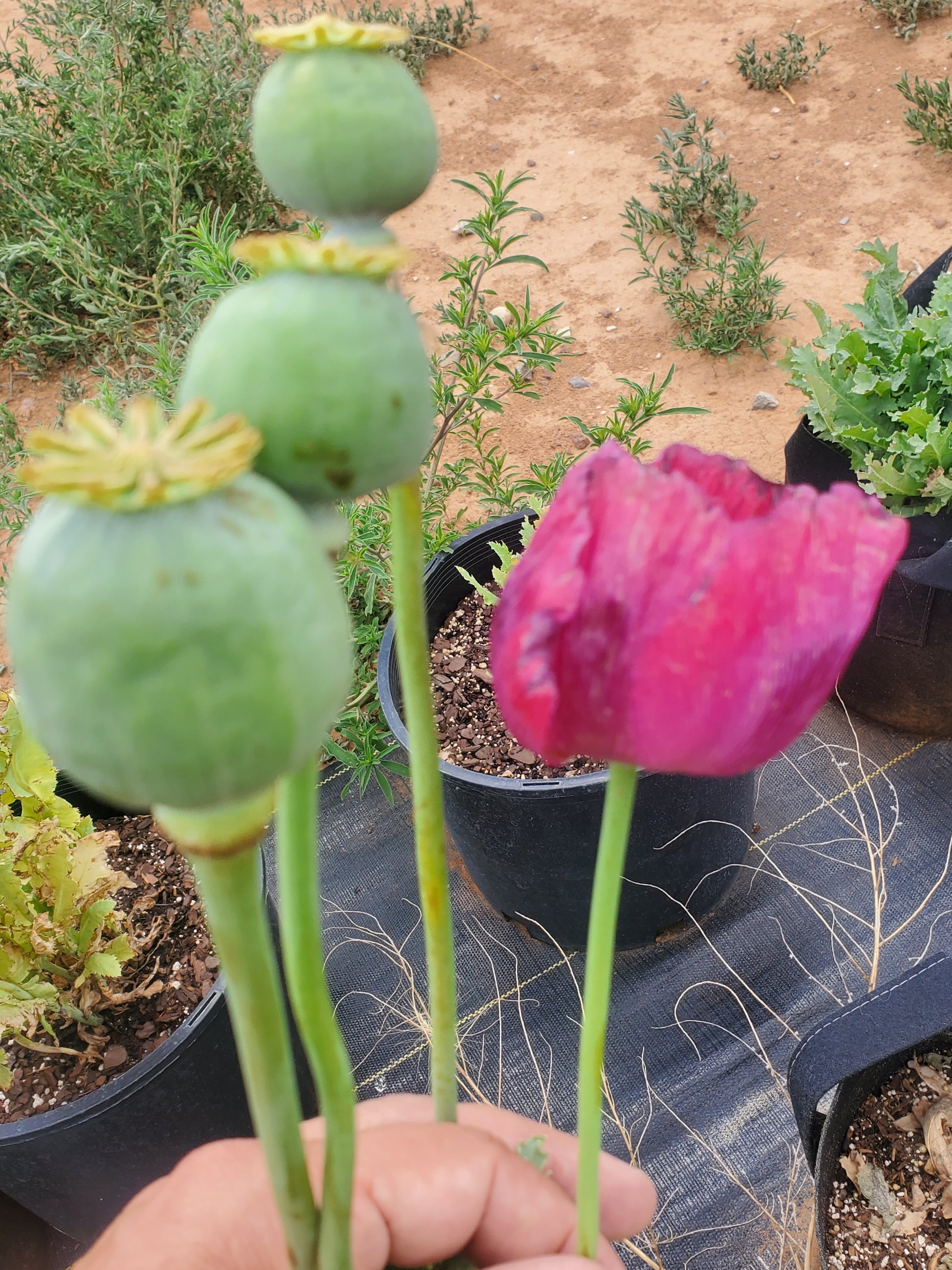 Asian OB/Izmir Pink Special Afghan Hybrid Poppy Seeds (Papaver somniferum / Var Galania) 1500 Pack