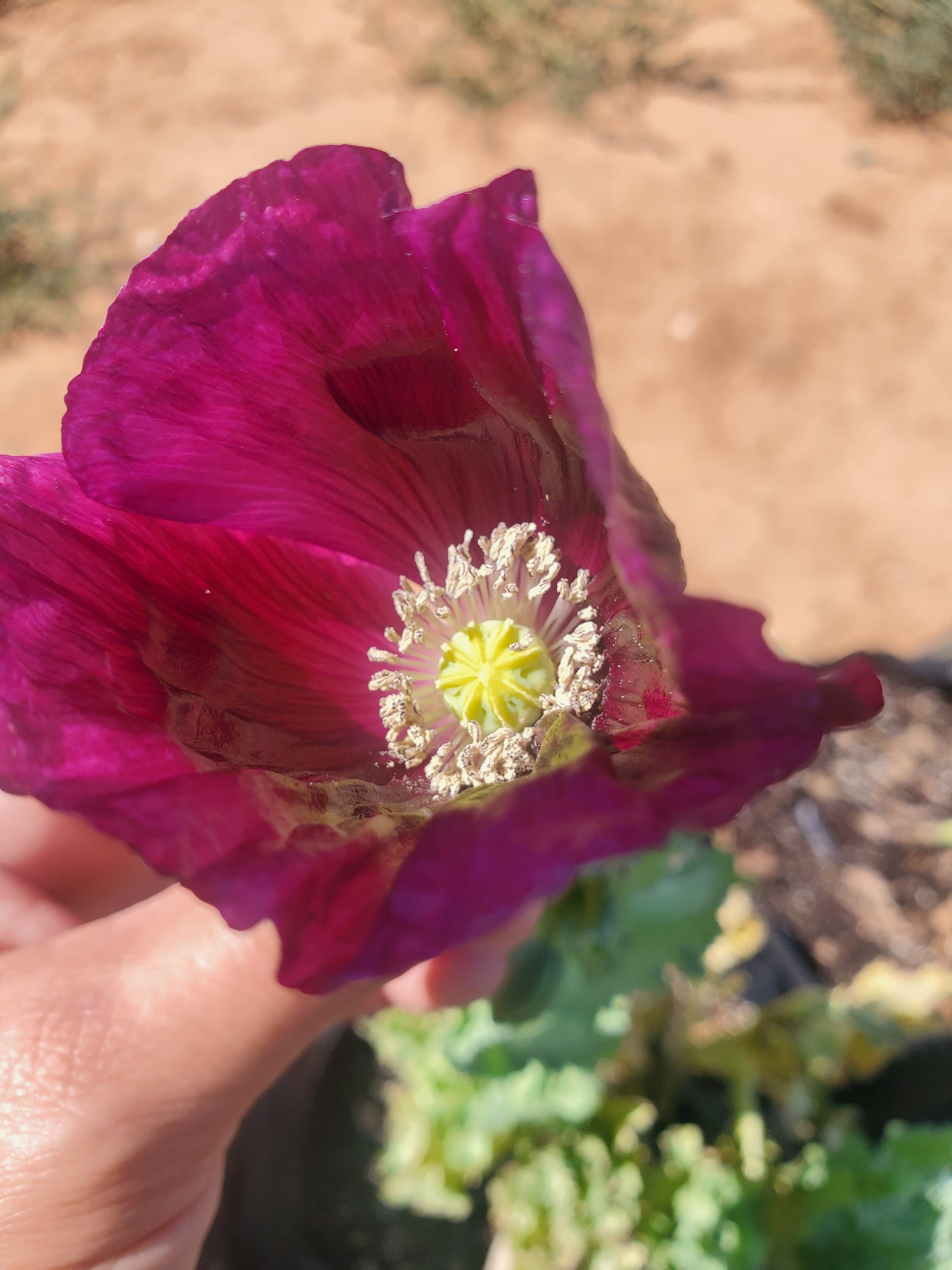 Lauren’s Grape Poppy Seeds (Papaver Somniferum) 1500 pack