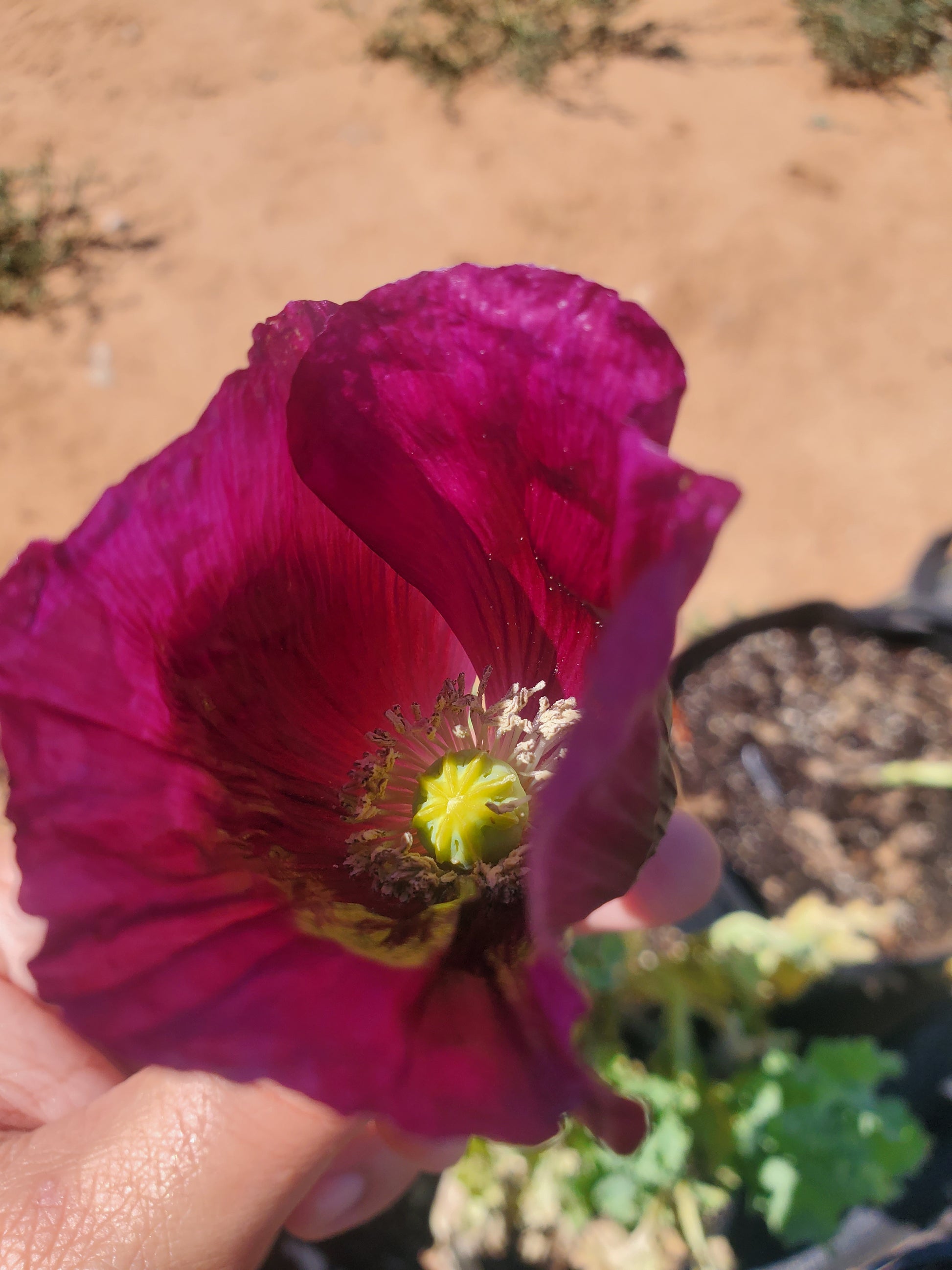 Lauren’s Grape Poppy Seeds (Papaver Somniferum) 1500 pack
