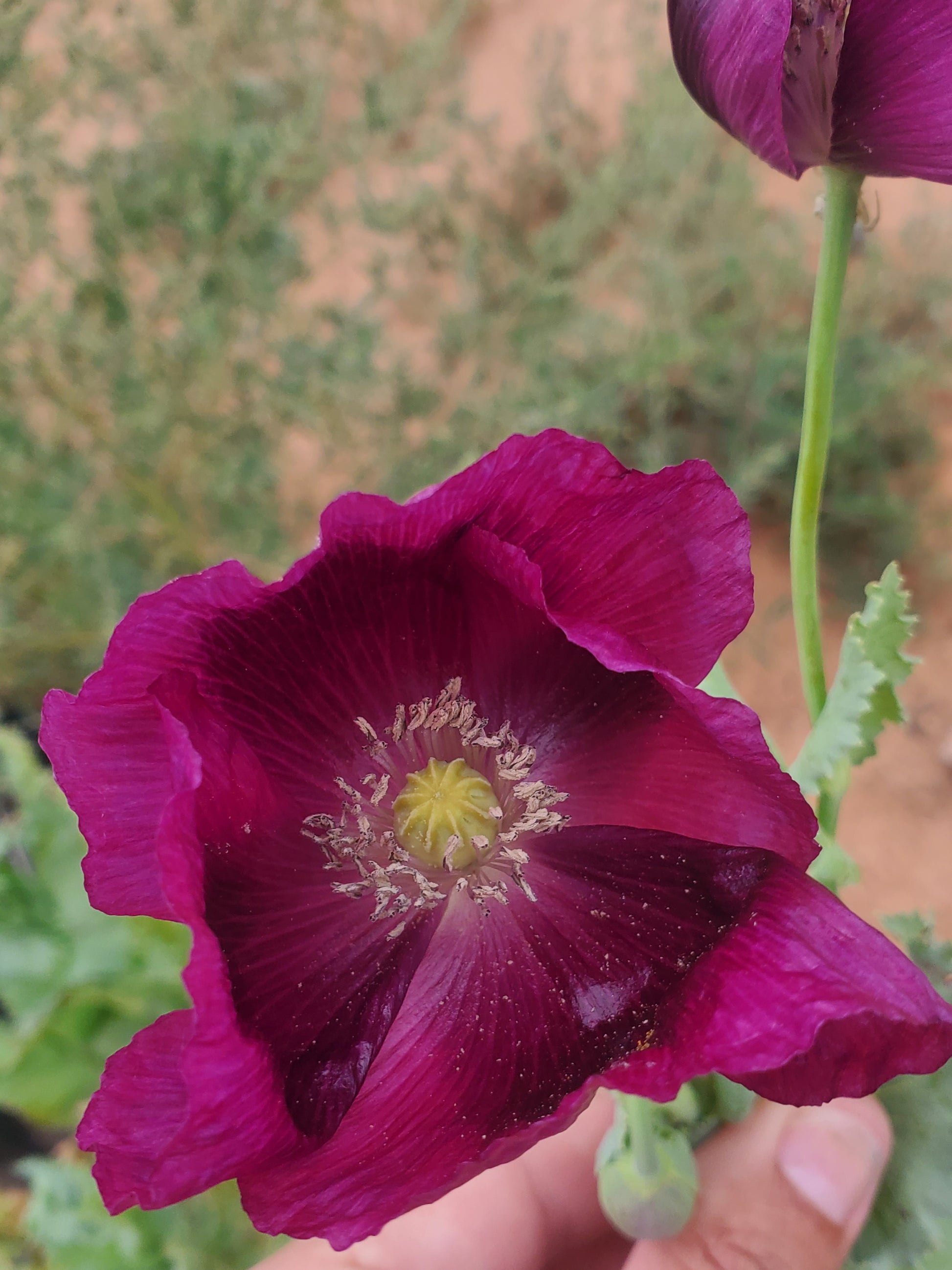 Lauren’s Grape Poppy Seeds (Papaver Somniferum) 1500 pack