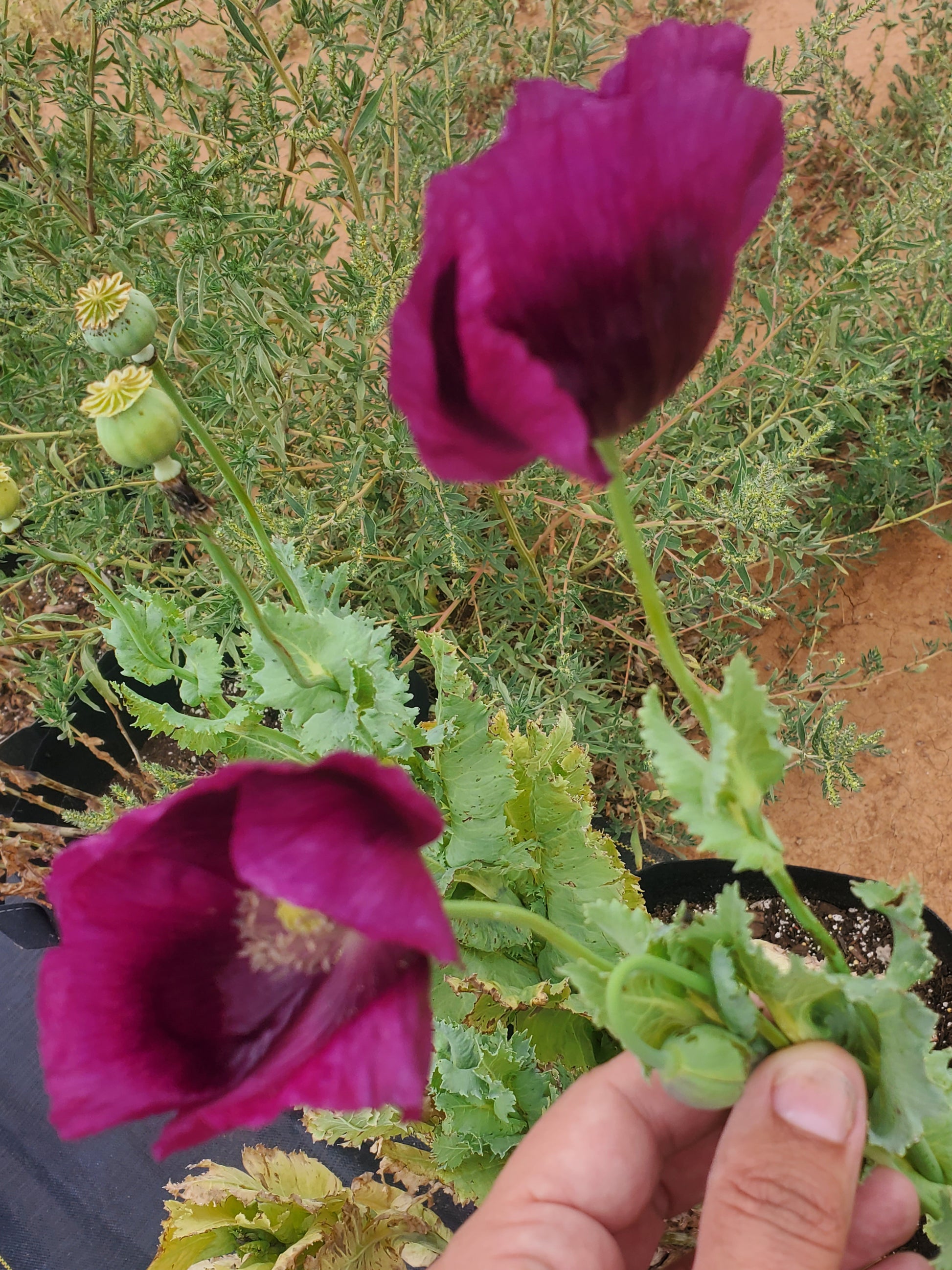 Lauren’s Grape Poppy Seeds (Papaver Somniferum) 1500 pack